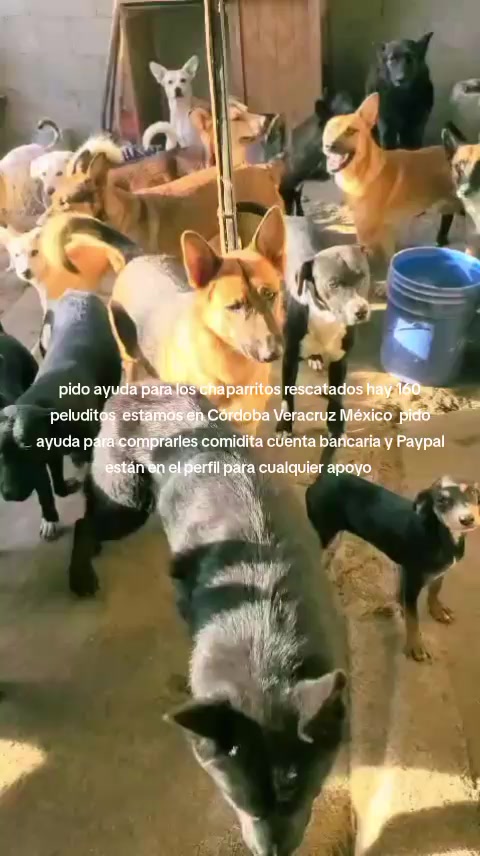 @Rescateyrefugio2