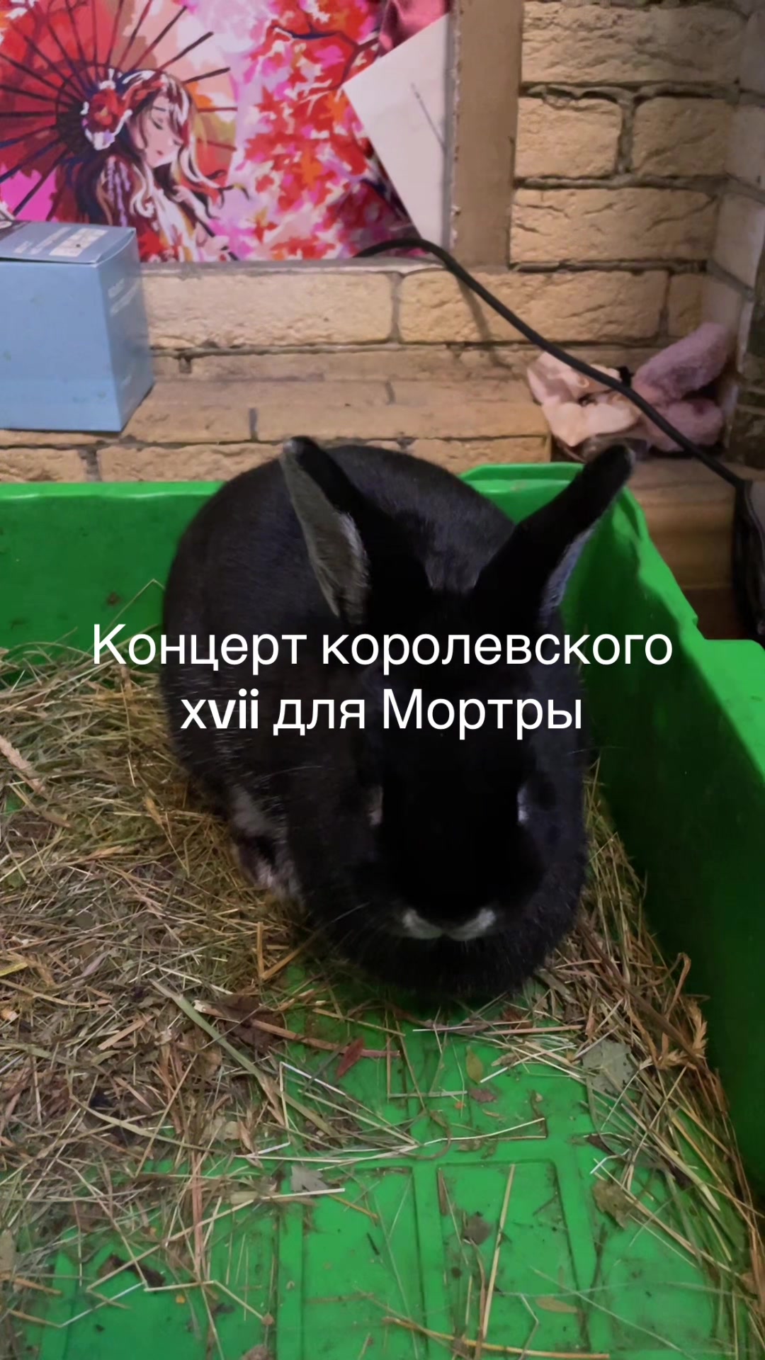 @plaksa799