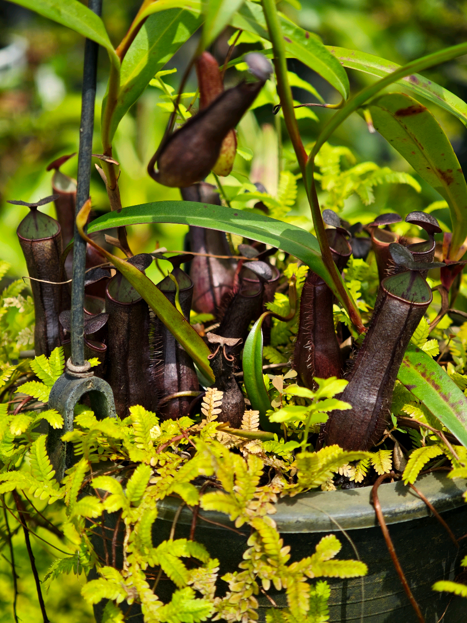 @GSp.Rayong Nepenthes