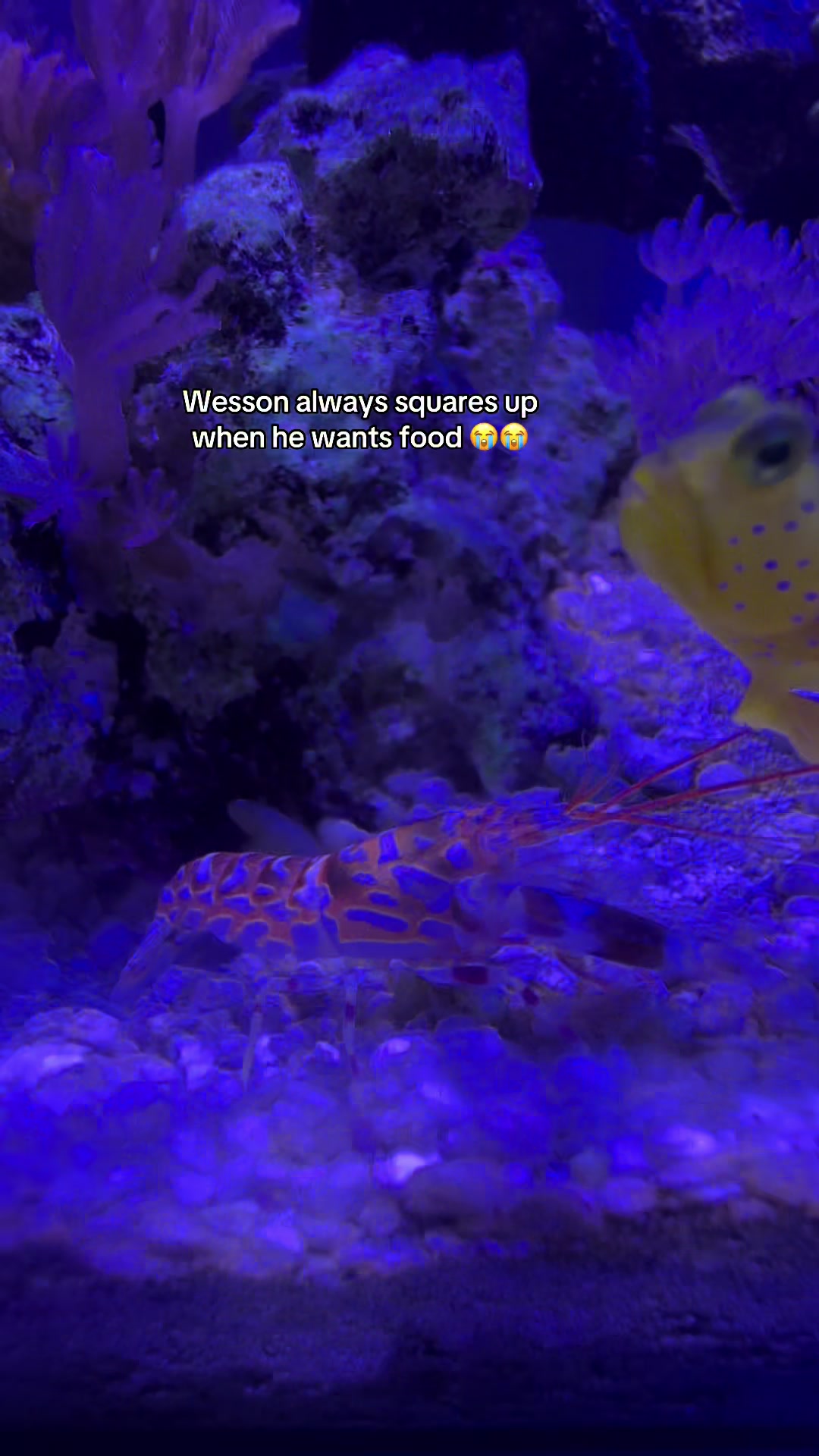 @ReefSync