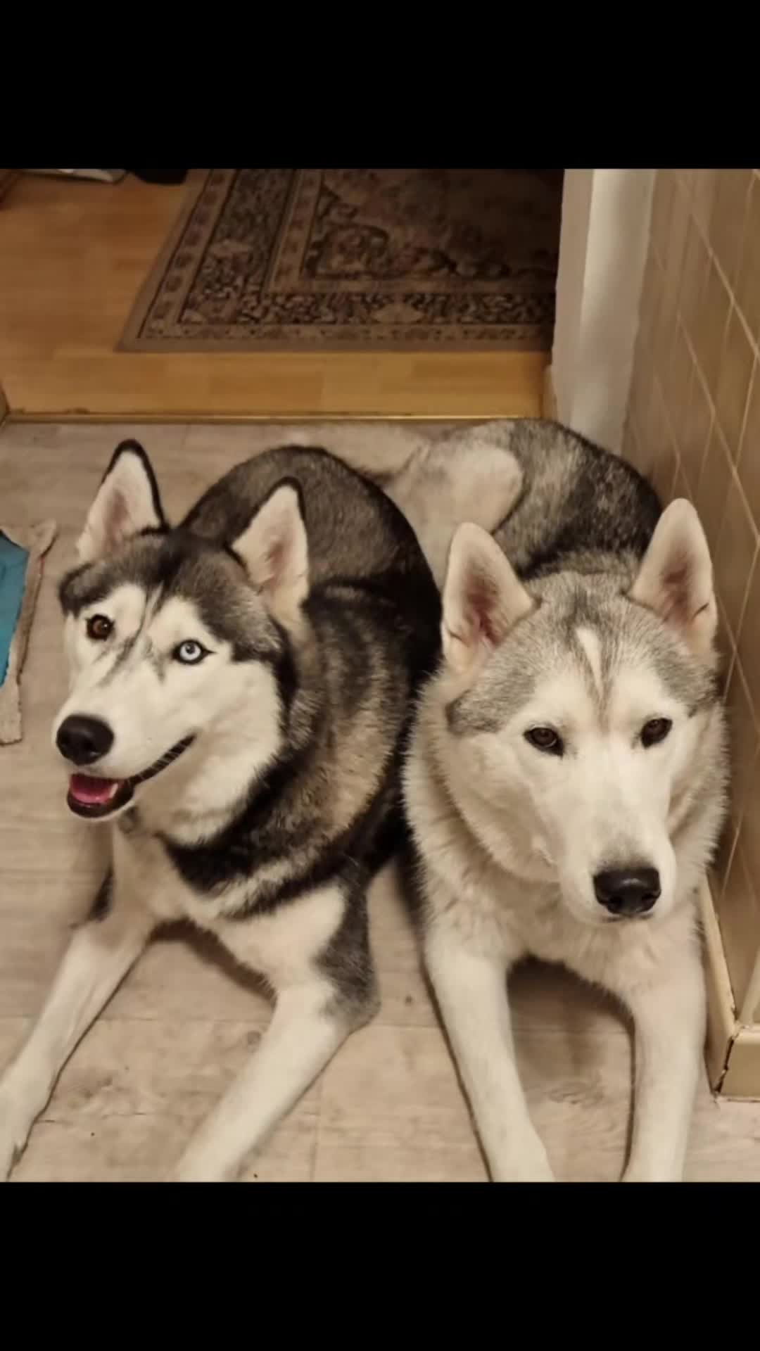 @Husky SkY&AmIgo