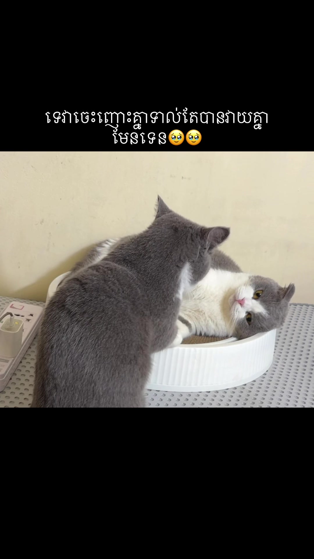 @Jinjin&mimi