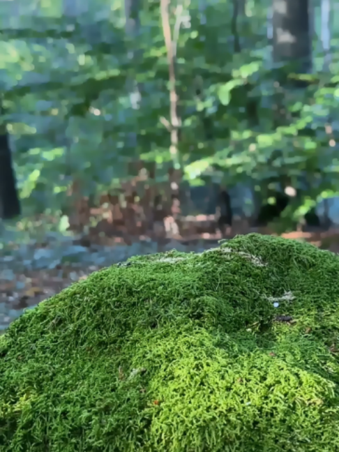 @Survival Skills TV