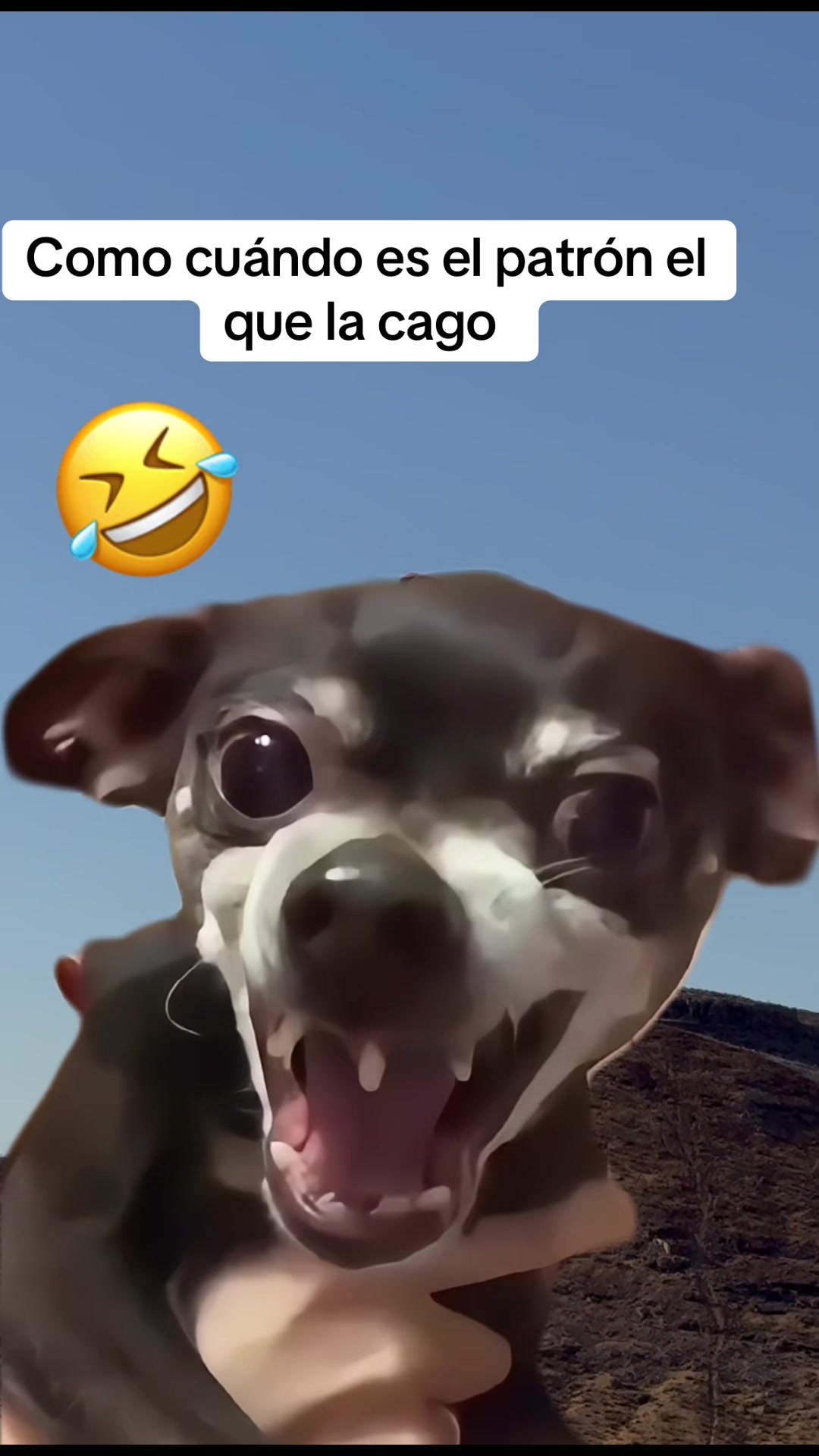 @Elgatoparado-05