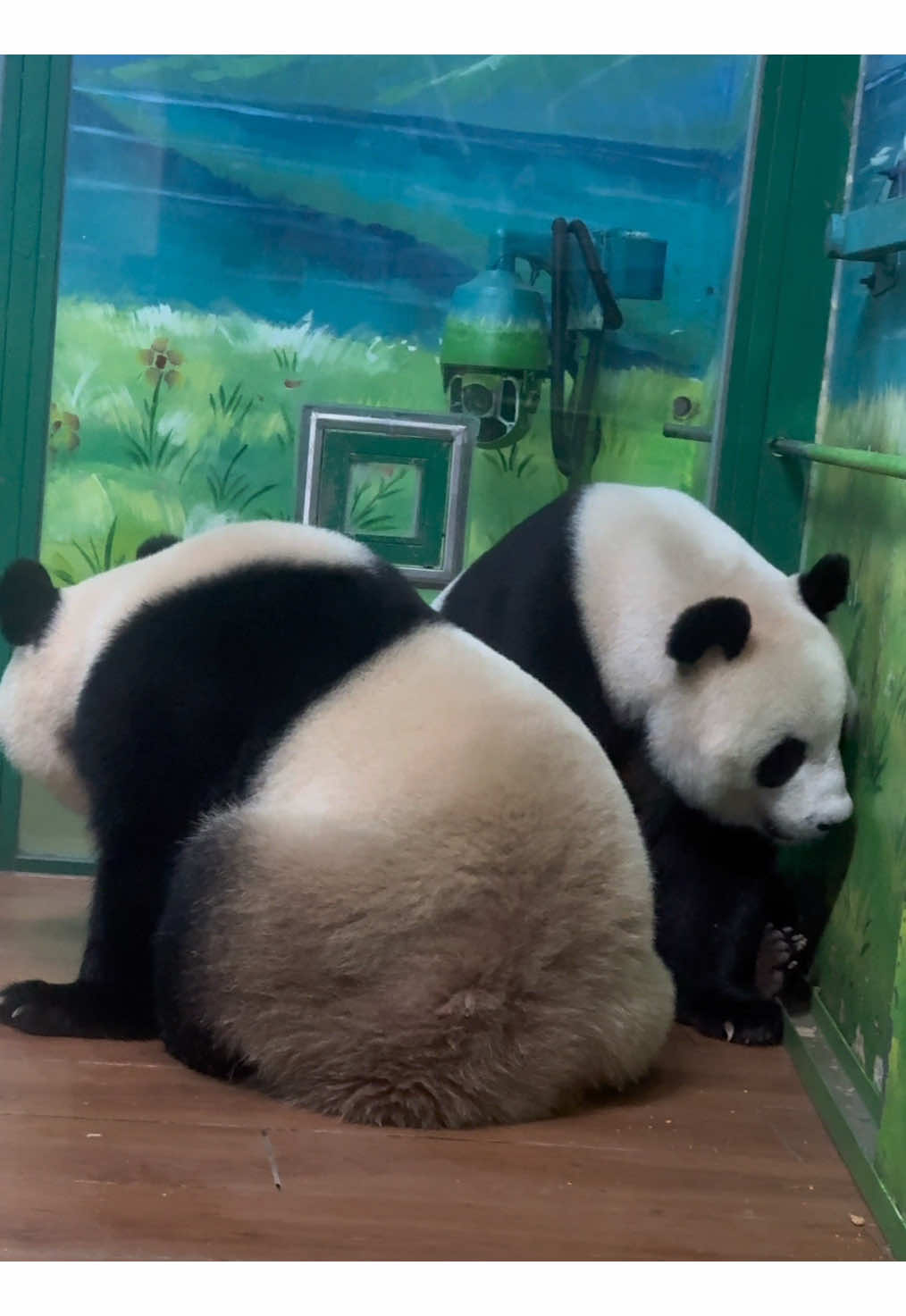 @熊猫妹珠🐼