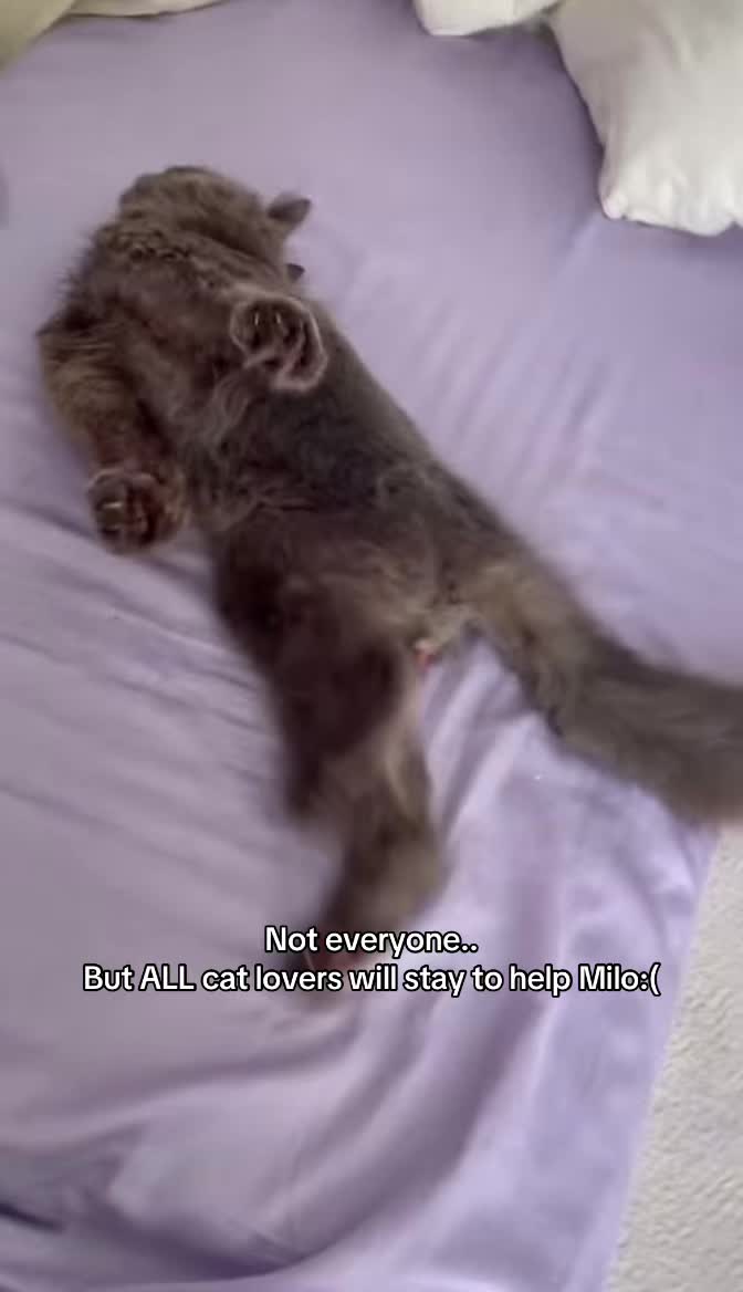 @Milo the Cat 🐾
