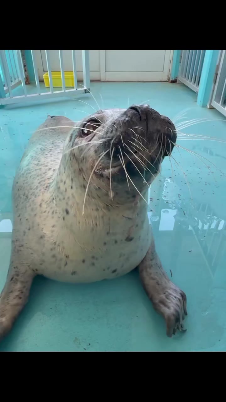 @Whysosealious?