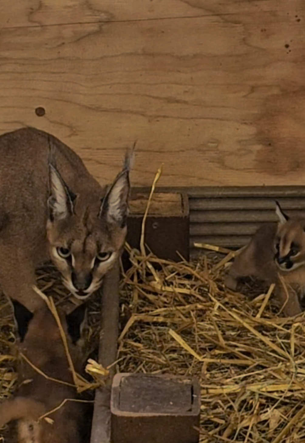 @The Wildcat Sanctuary