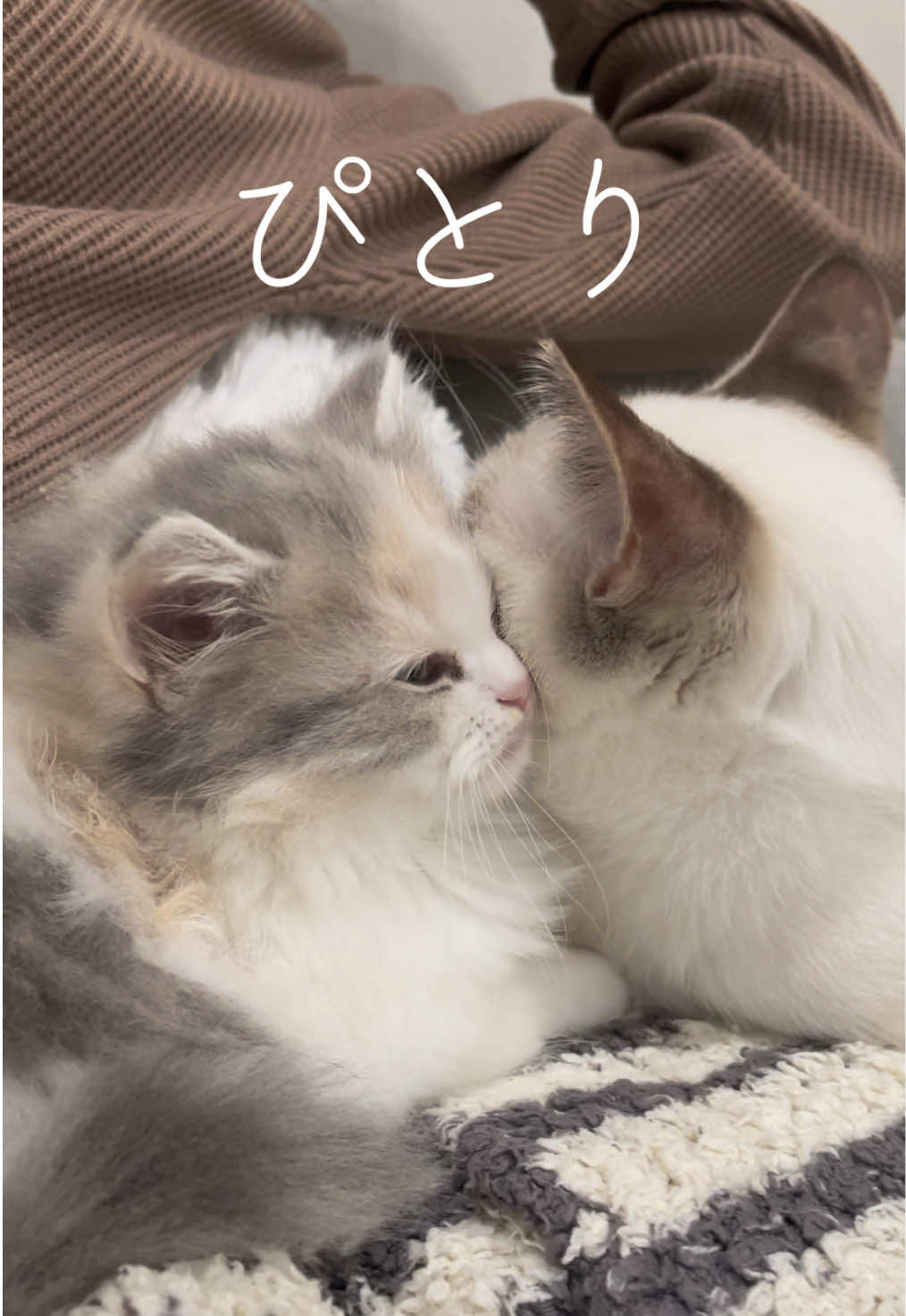 @うちの猫ニョン姉妹