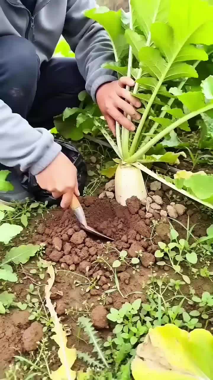 @◉‿◉