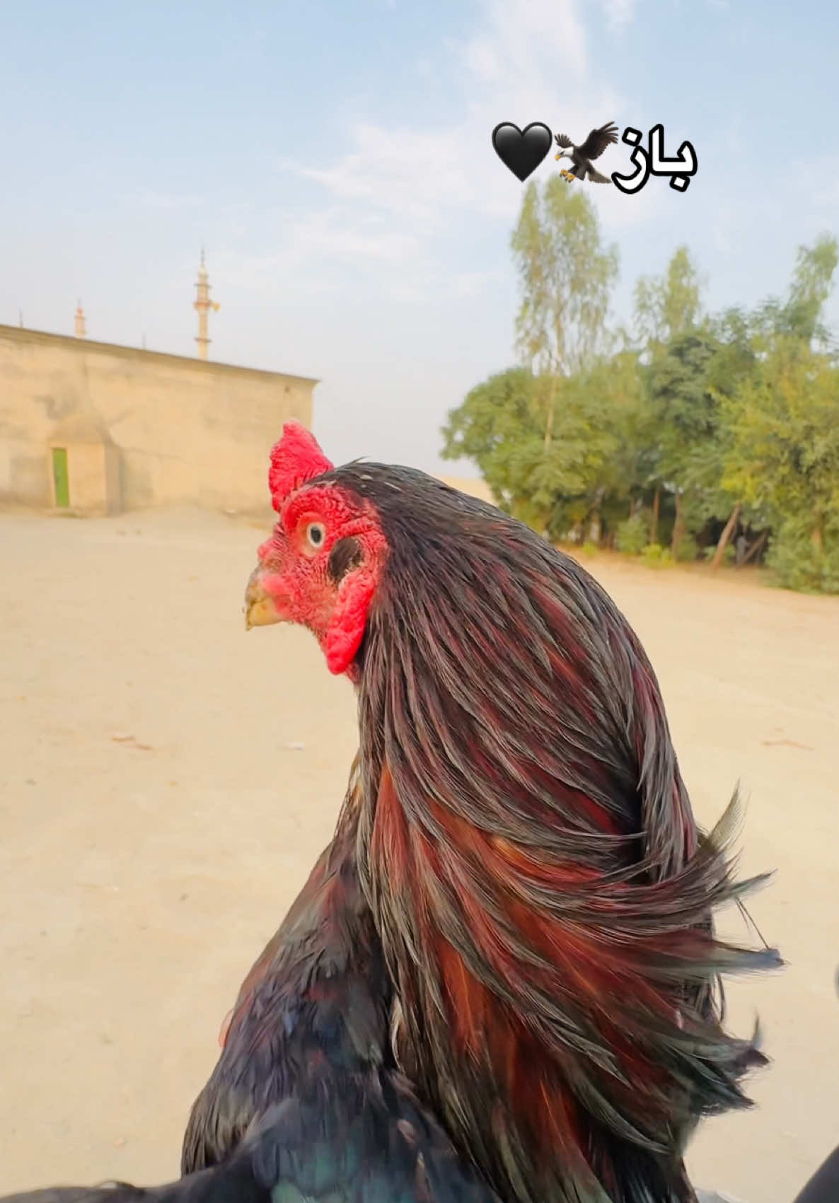 @⚜️ملک صاحب⚜️