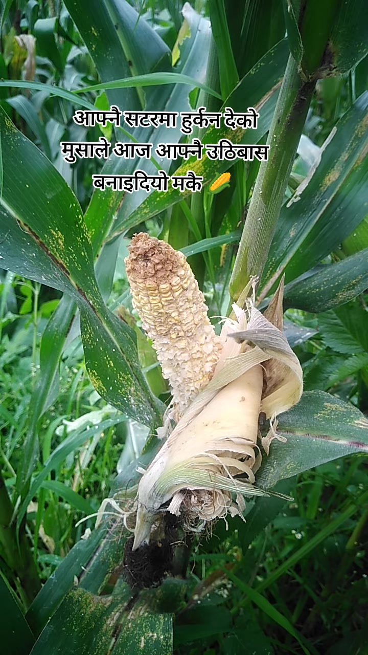 @अधिकारी लक्ष्मी