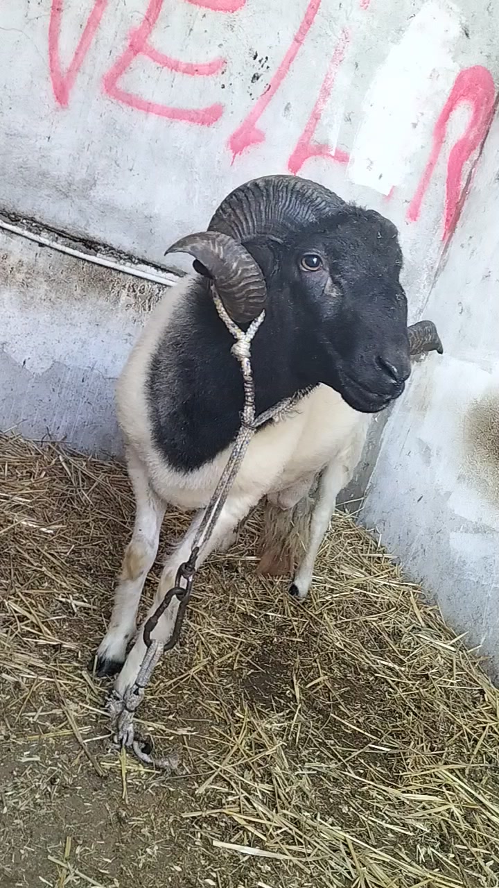 @😎😎 🐏🐏🫣🫣