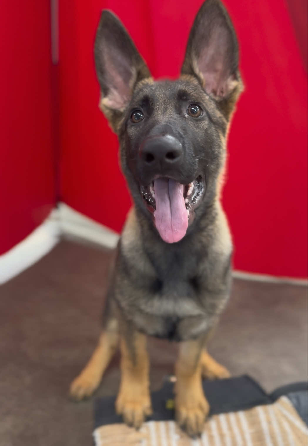 @Protection Dog Sales
