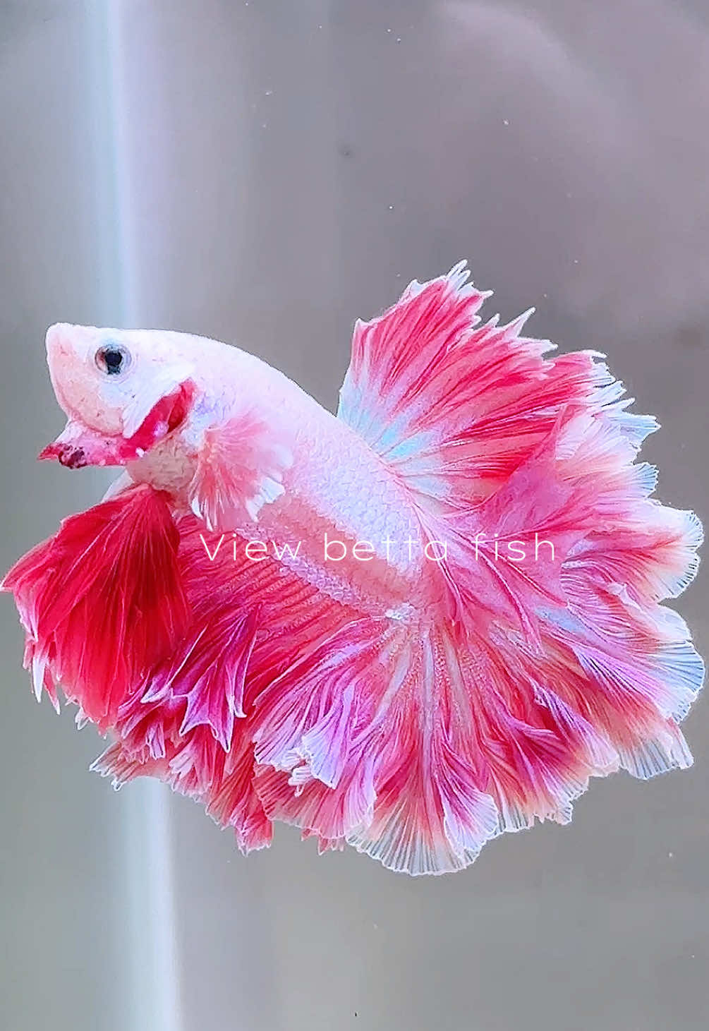@วิวอยากเลี้ยงปลากัด🐠