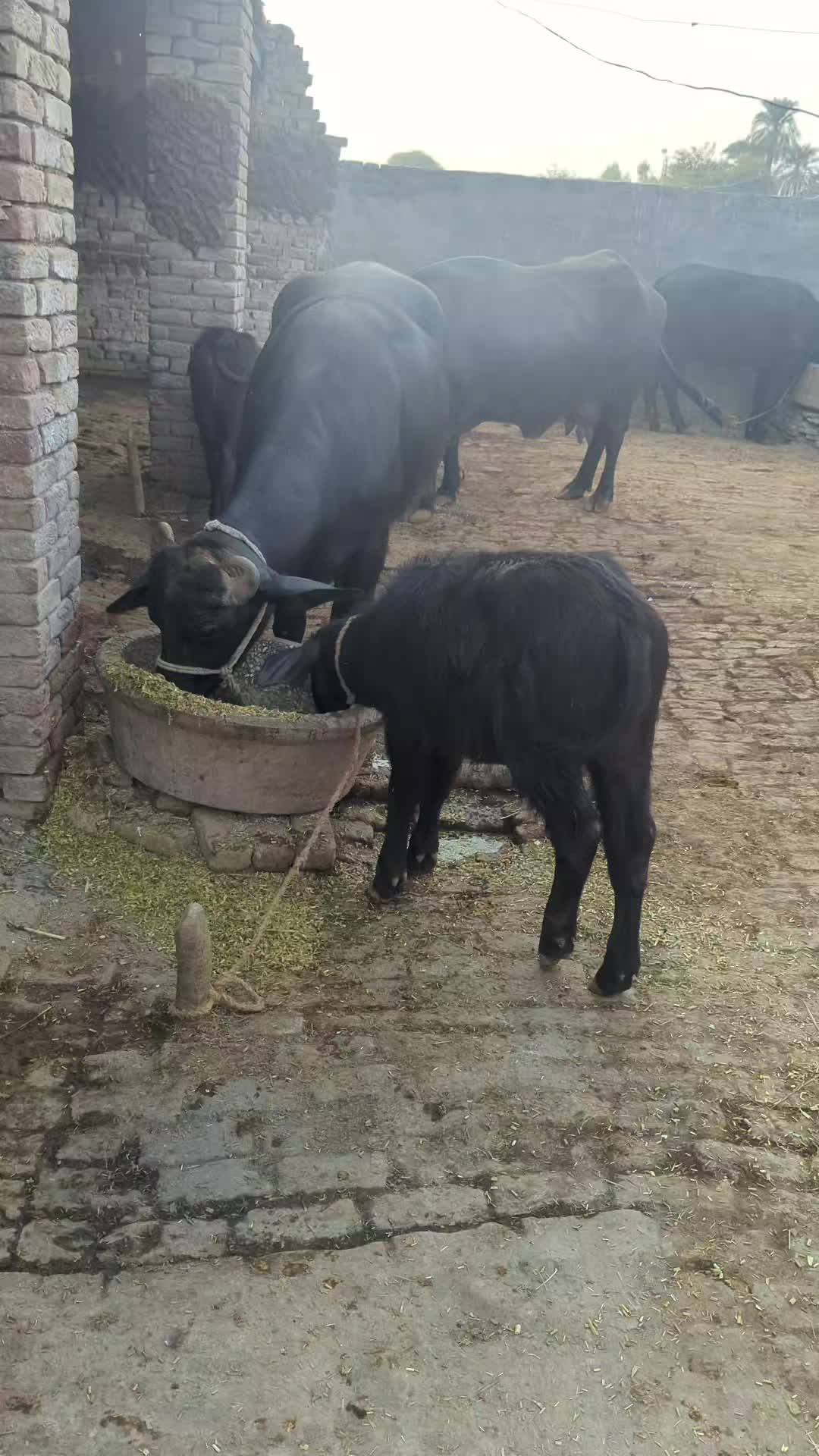 @Larkana Cattle Farm