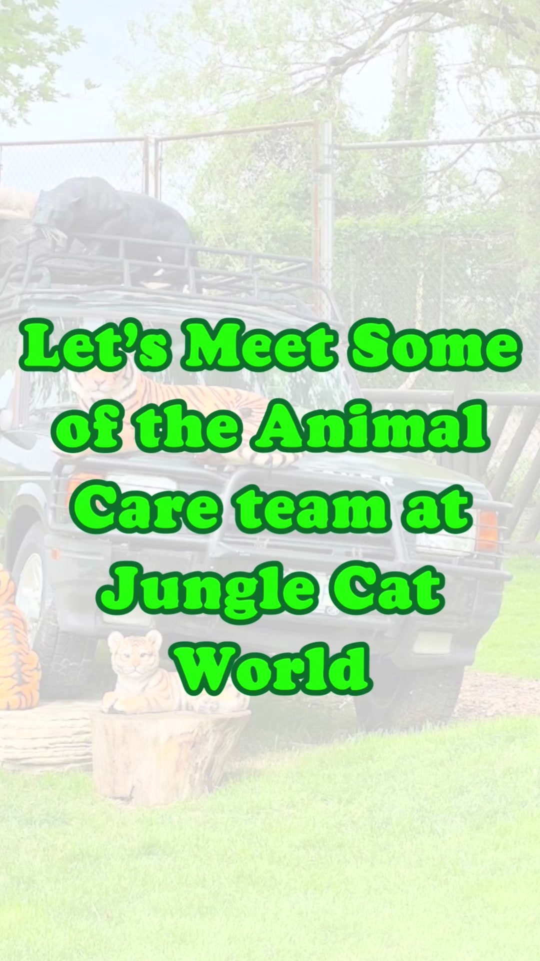@Jungle Cat World