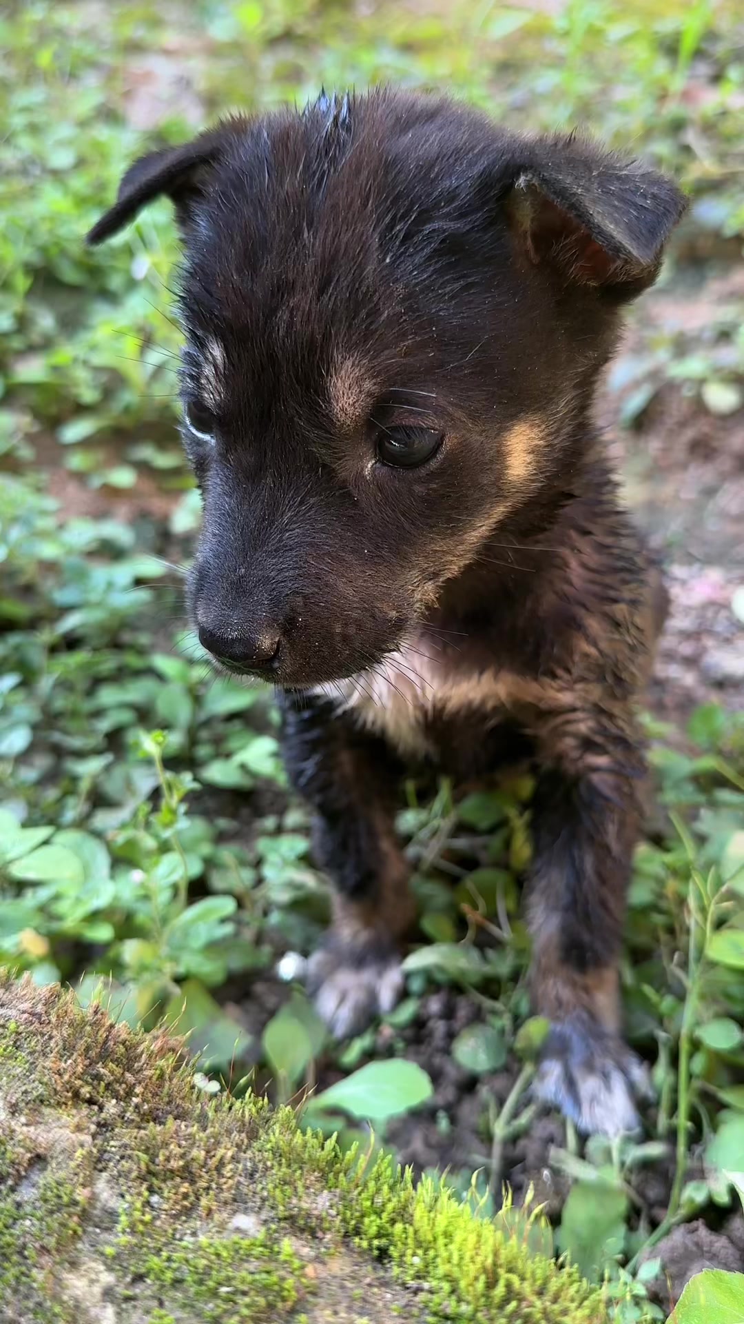 @Pet❤️🔥