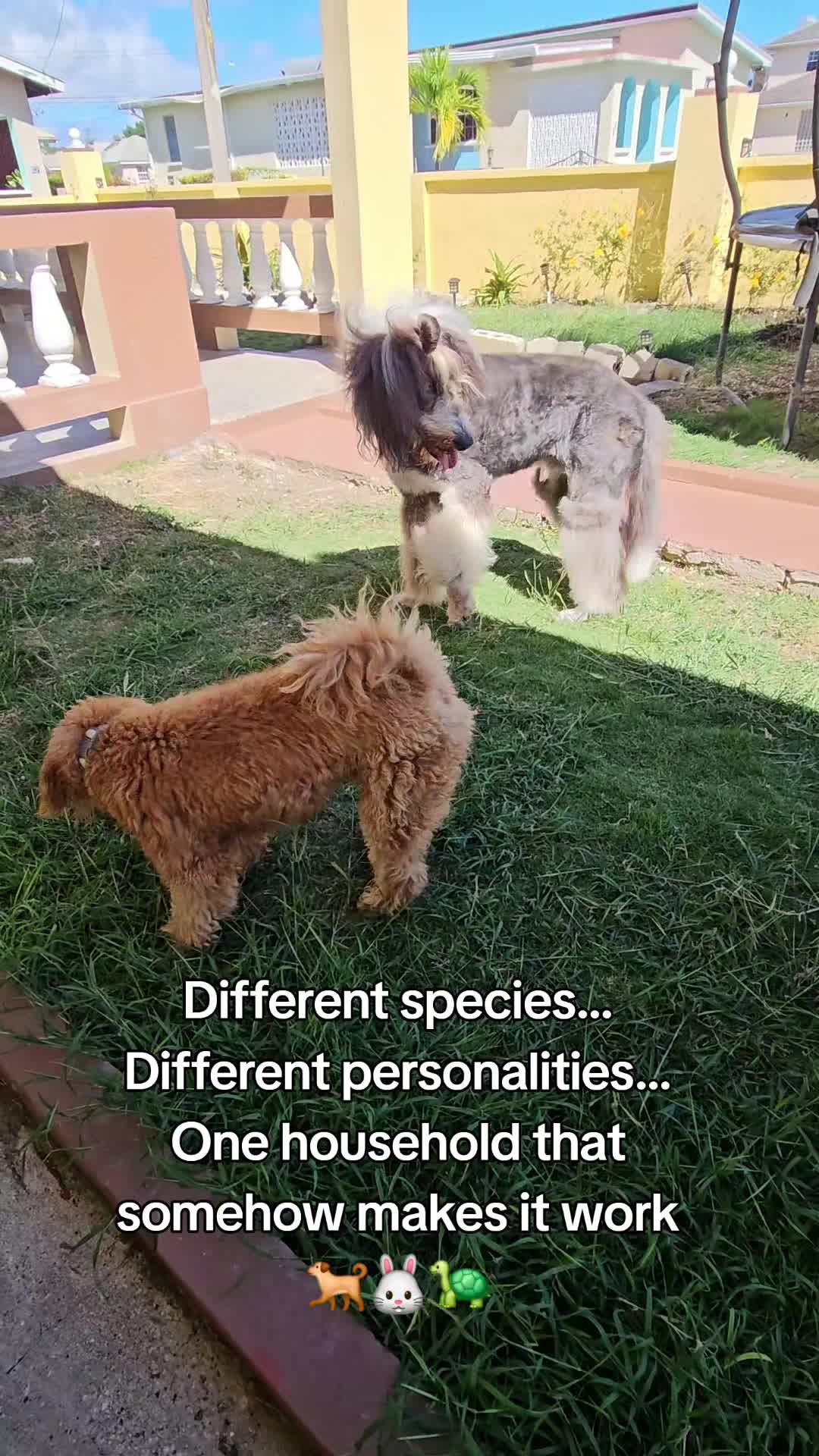 @MixedPetCollective