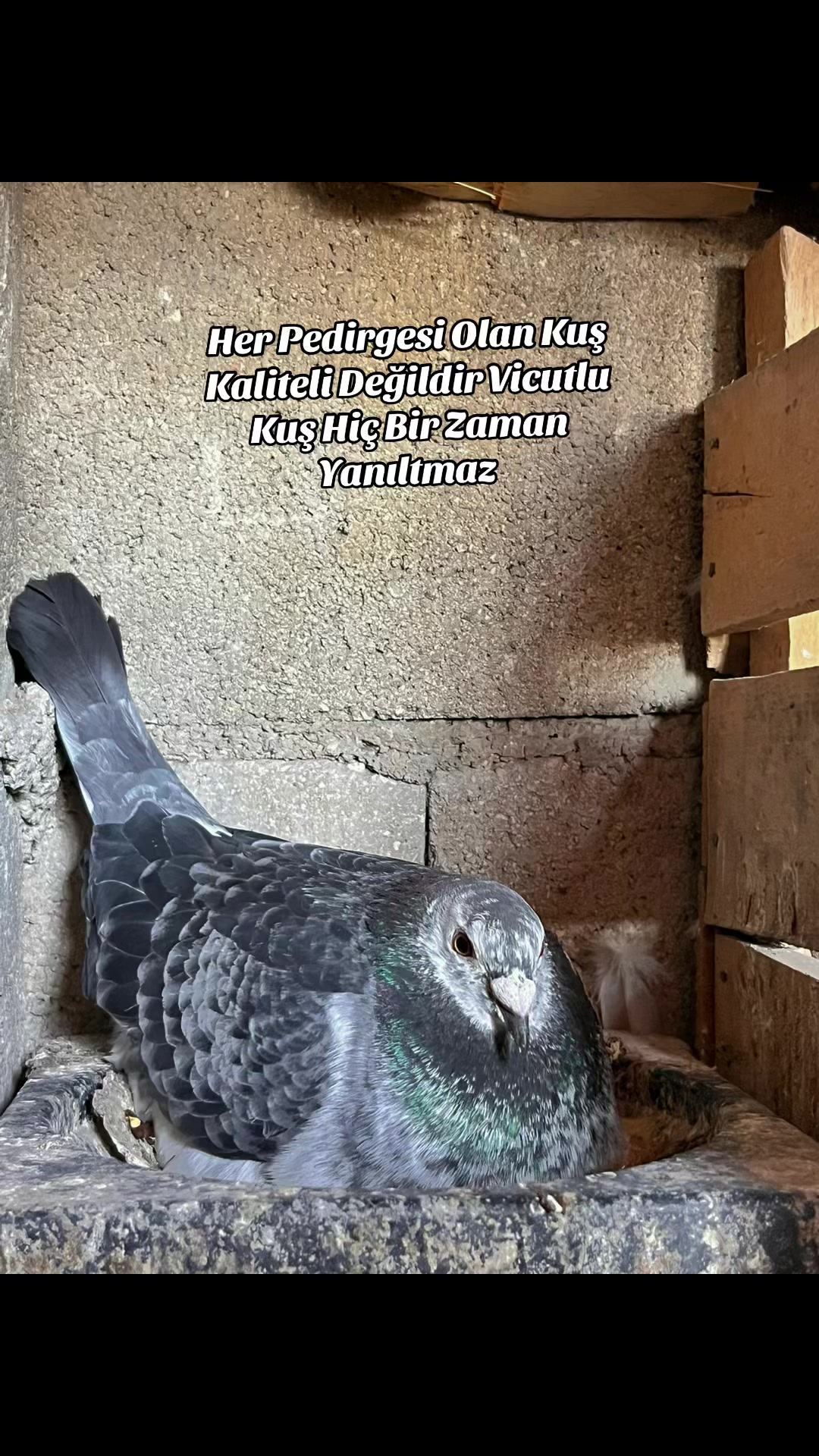 @Abdul Reşit Arıcak