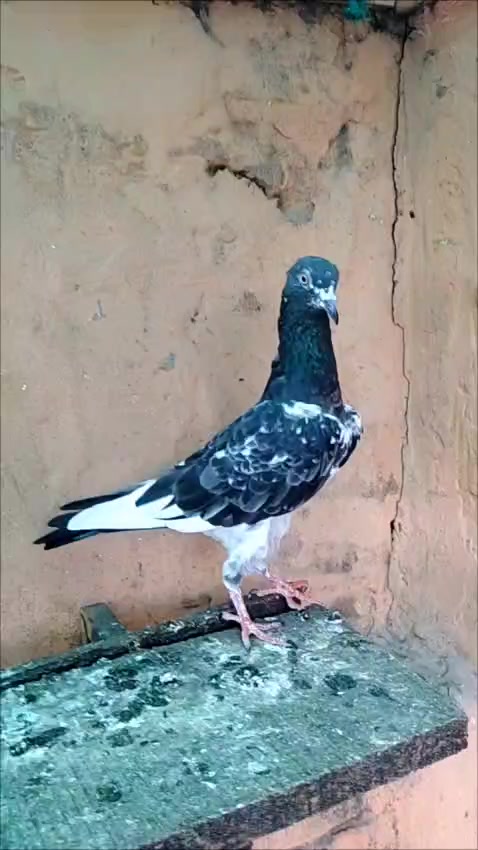 @Ranakasuripigeon