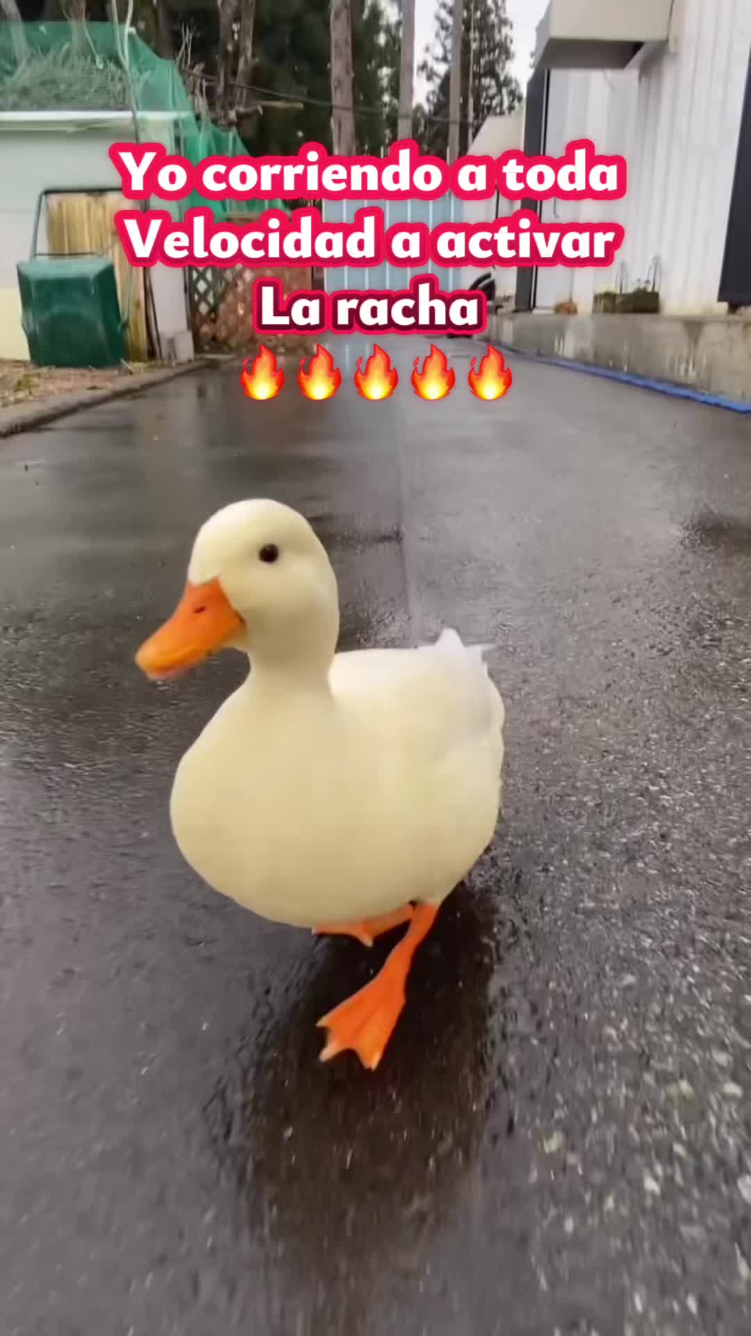 @Hernández_02