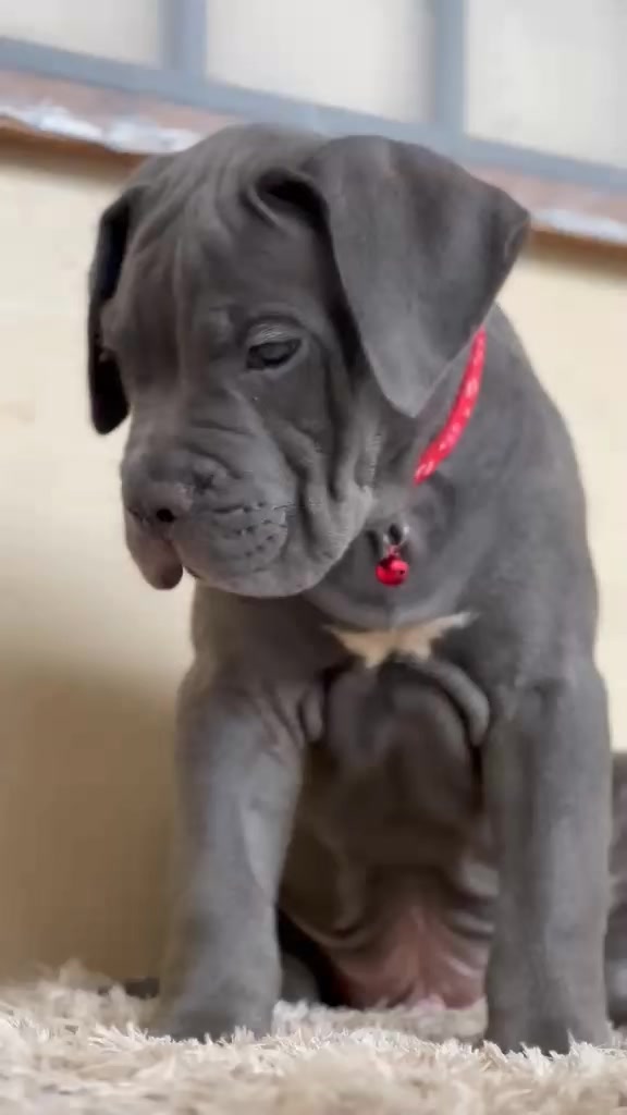 @FIRST CANE CORSO🐾🇨🇮🇨🇮🐾