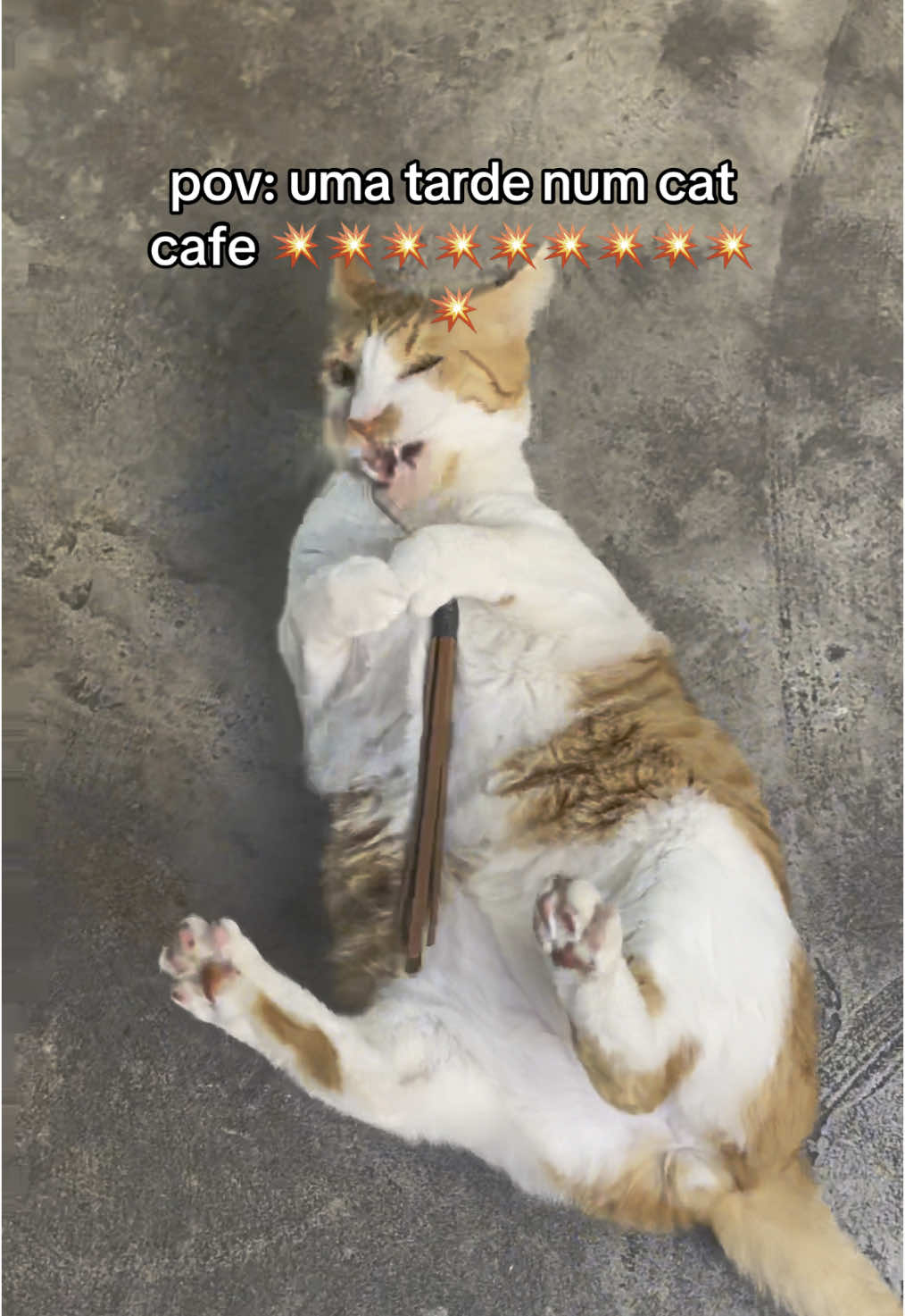 @mia ₍ ᐢ..ᐢ ₎