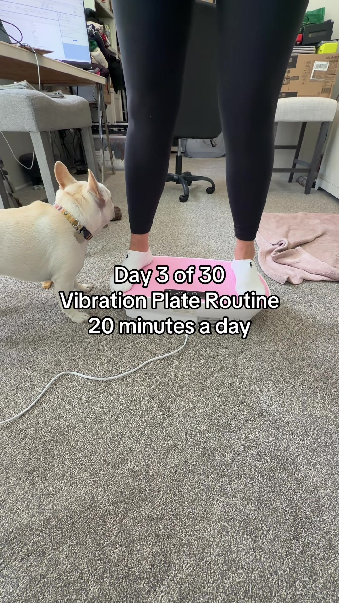 @Bagel the OG Frenchie