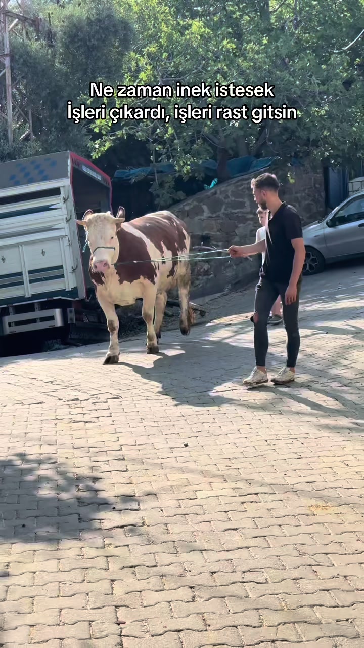 @Turgay Uşan
