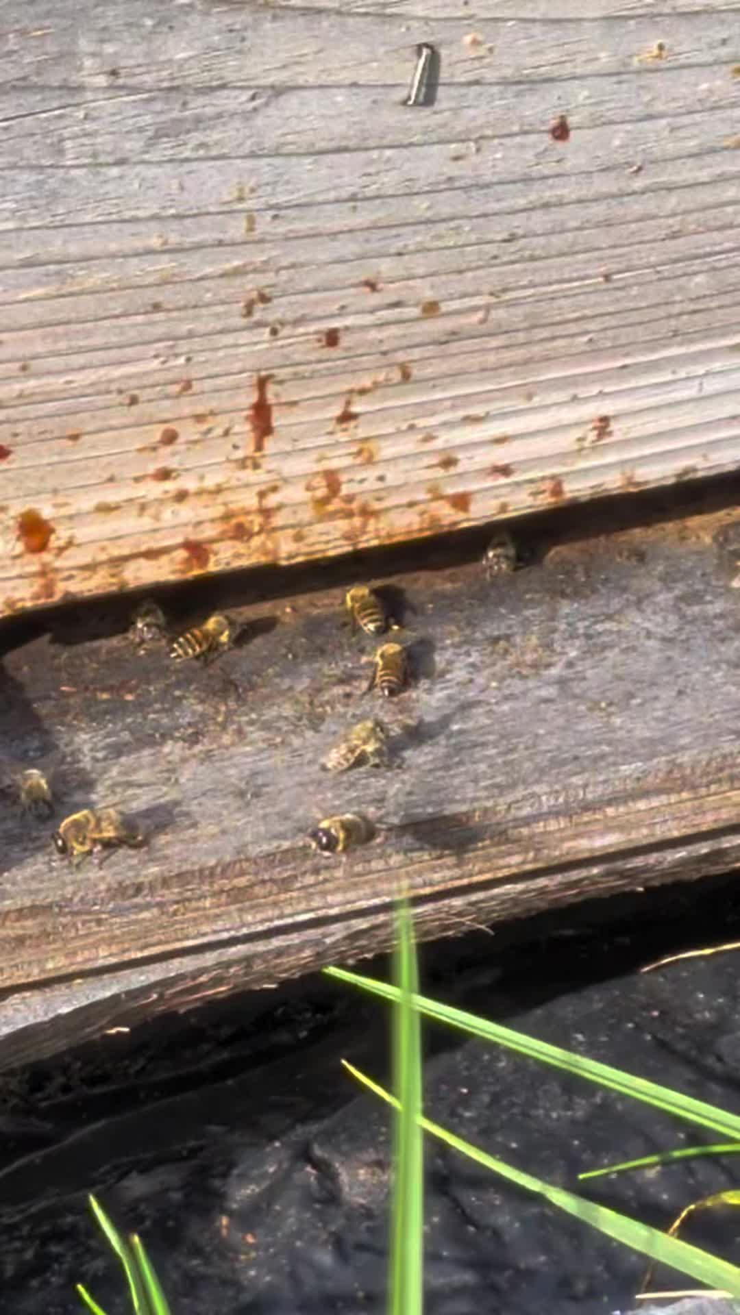 @Wisconsin Bee Company