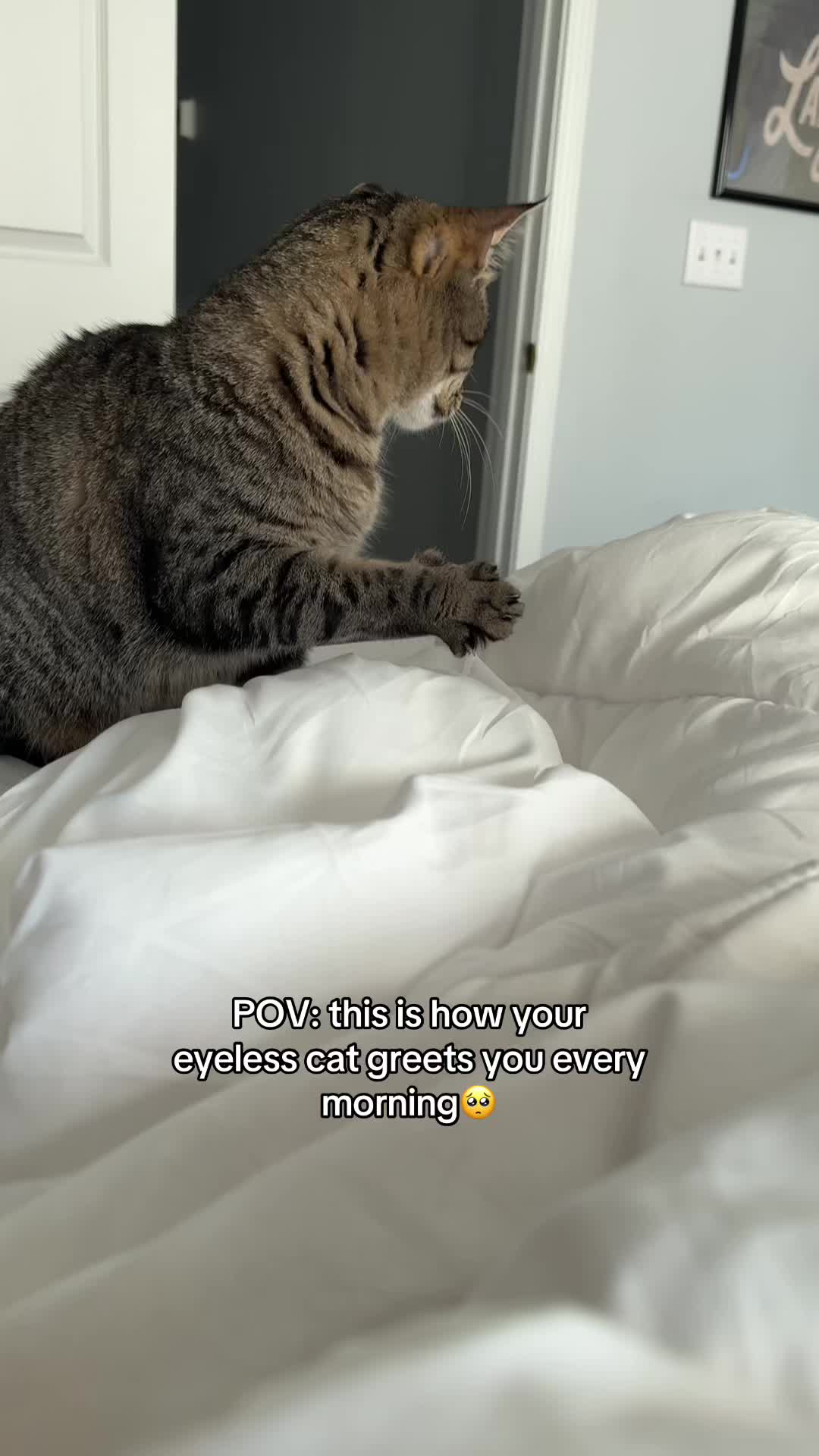 @𝘼𝙢𝙗𝙚𝙧 & 𝙎𝙩𝙚𝙫𝙞𝙚