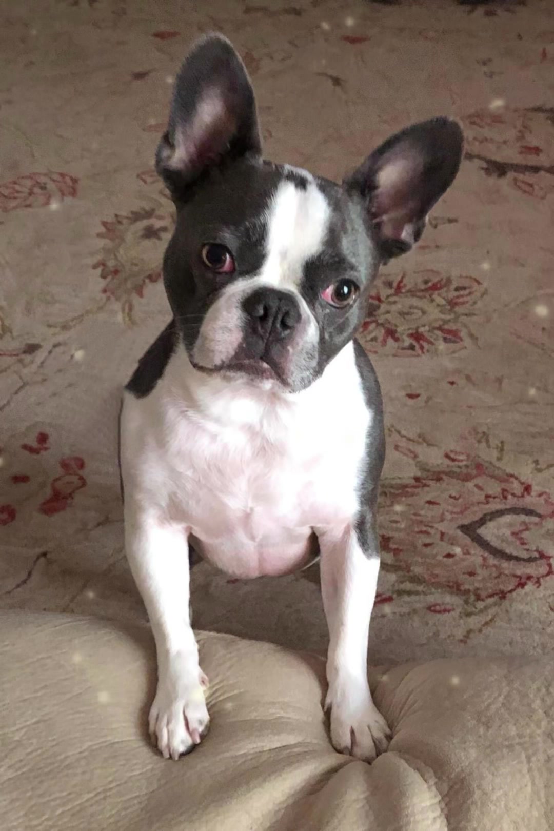 @Hugo_the_Frenchton
