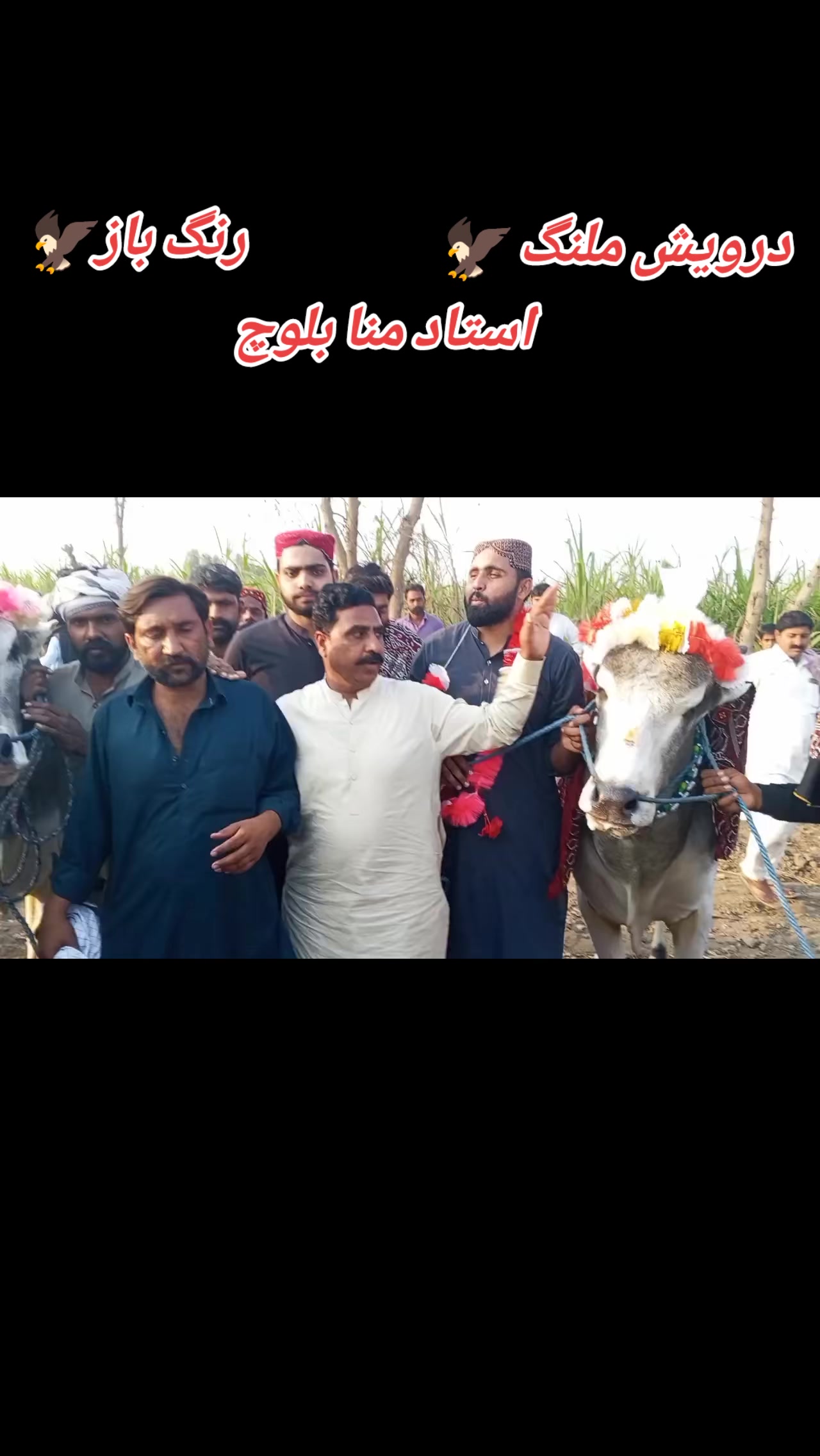 @چوہدری شاہد سلیم مڑل
