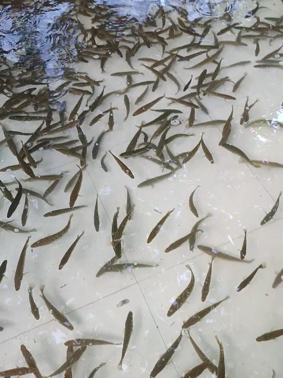 @Cá Chuối Hoa