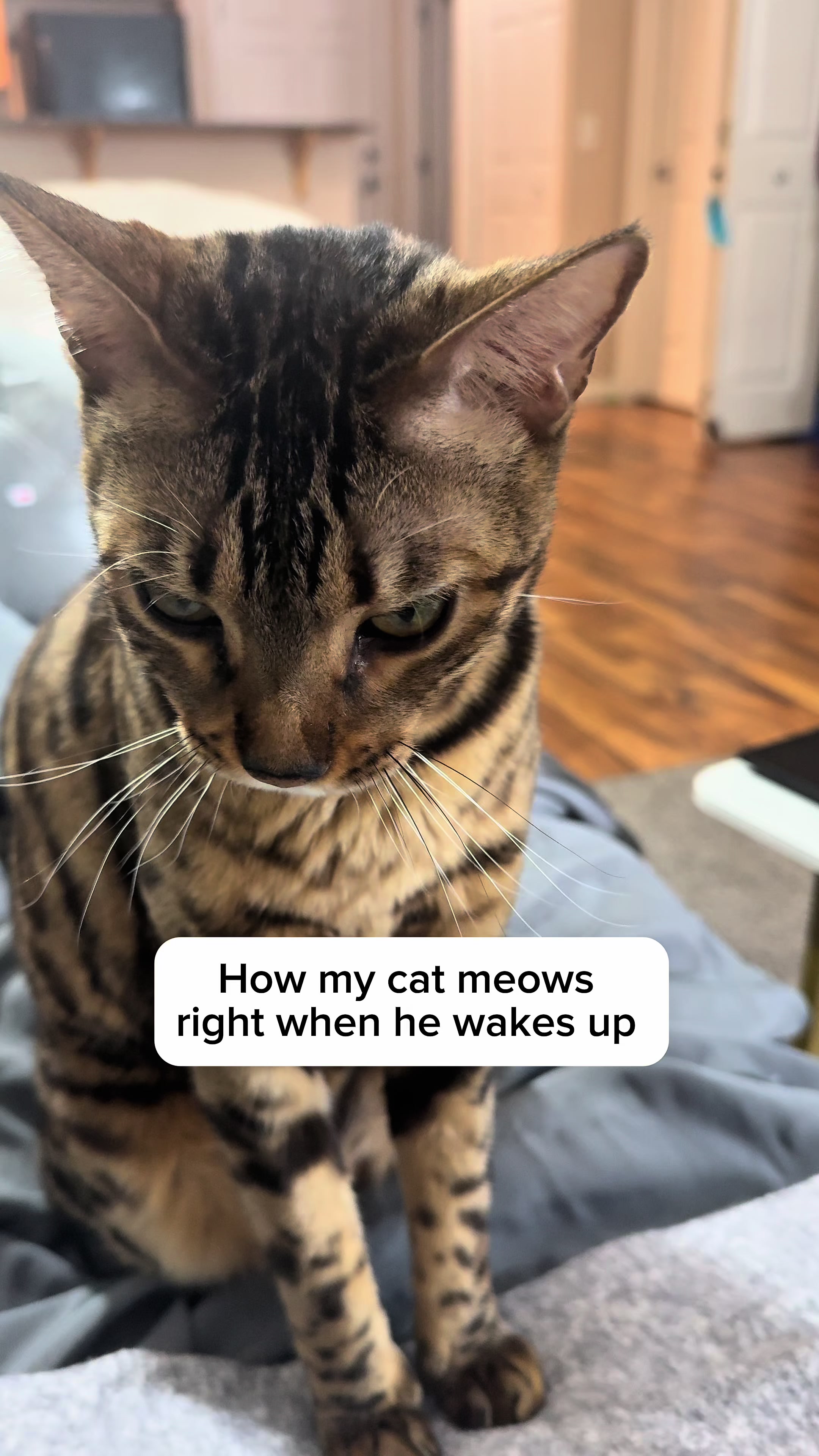 @Three Nawty Cats