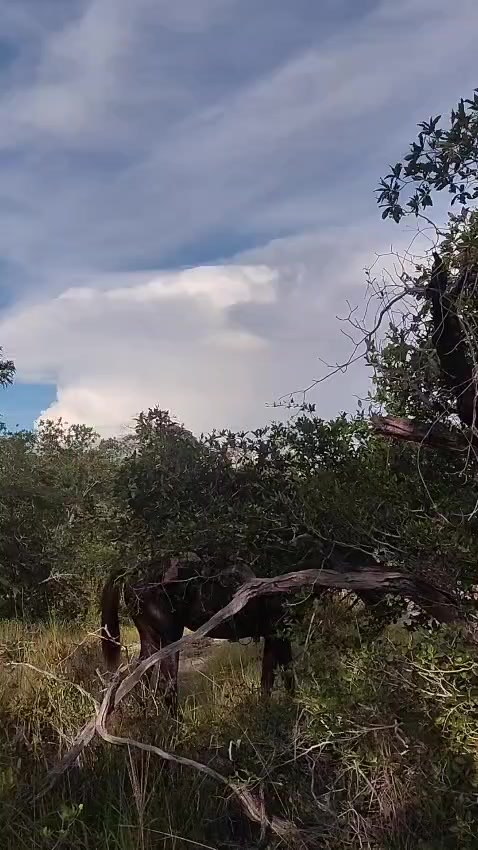 @Vaqueirojuca