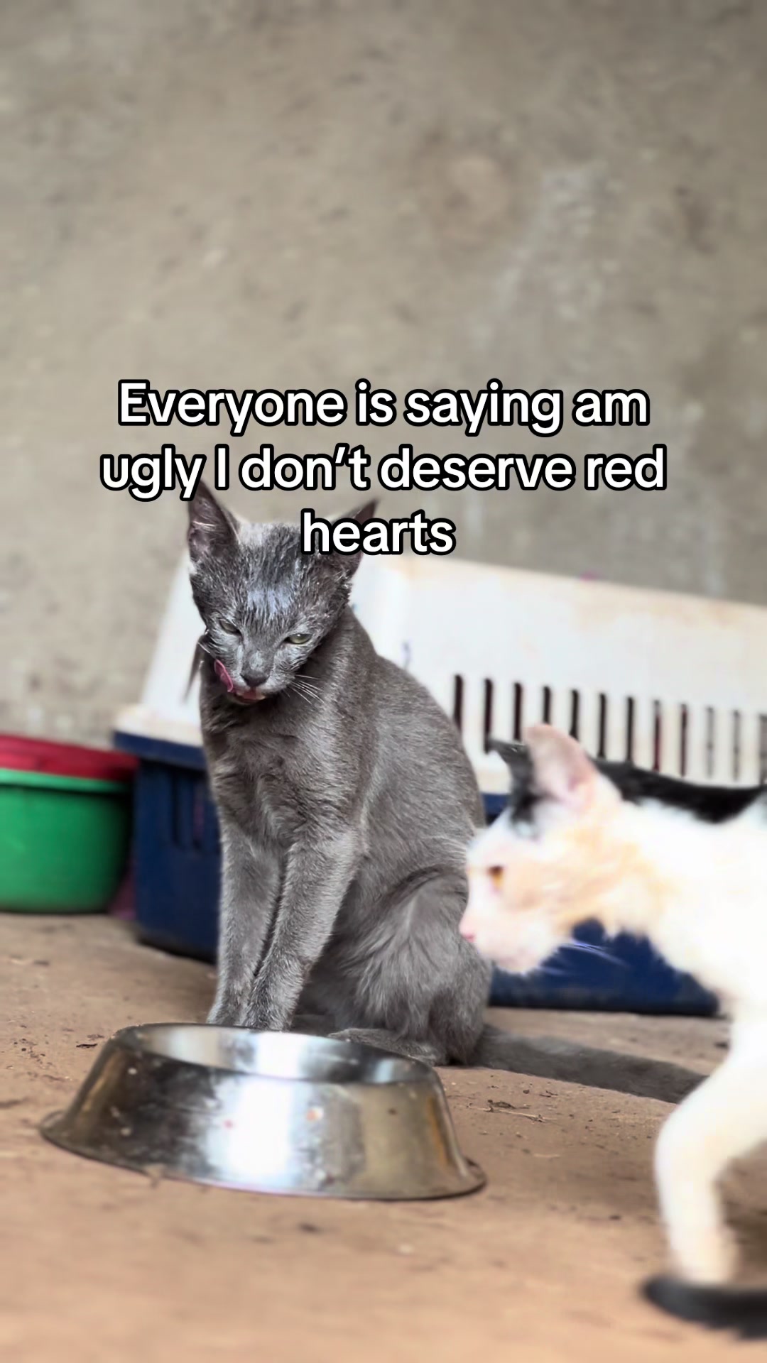 @D strays