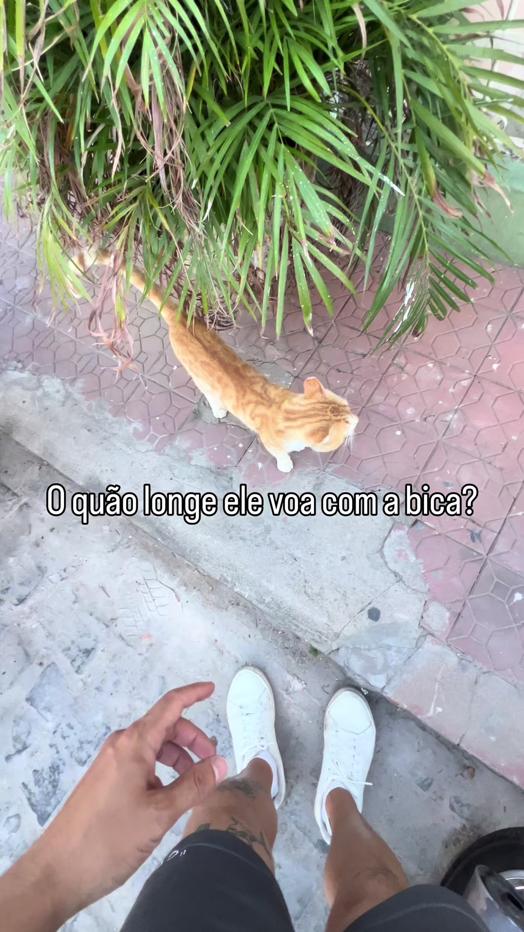 @MAIONESE