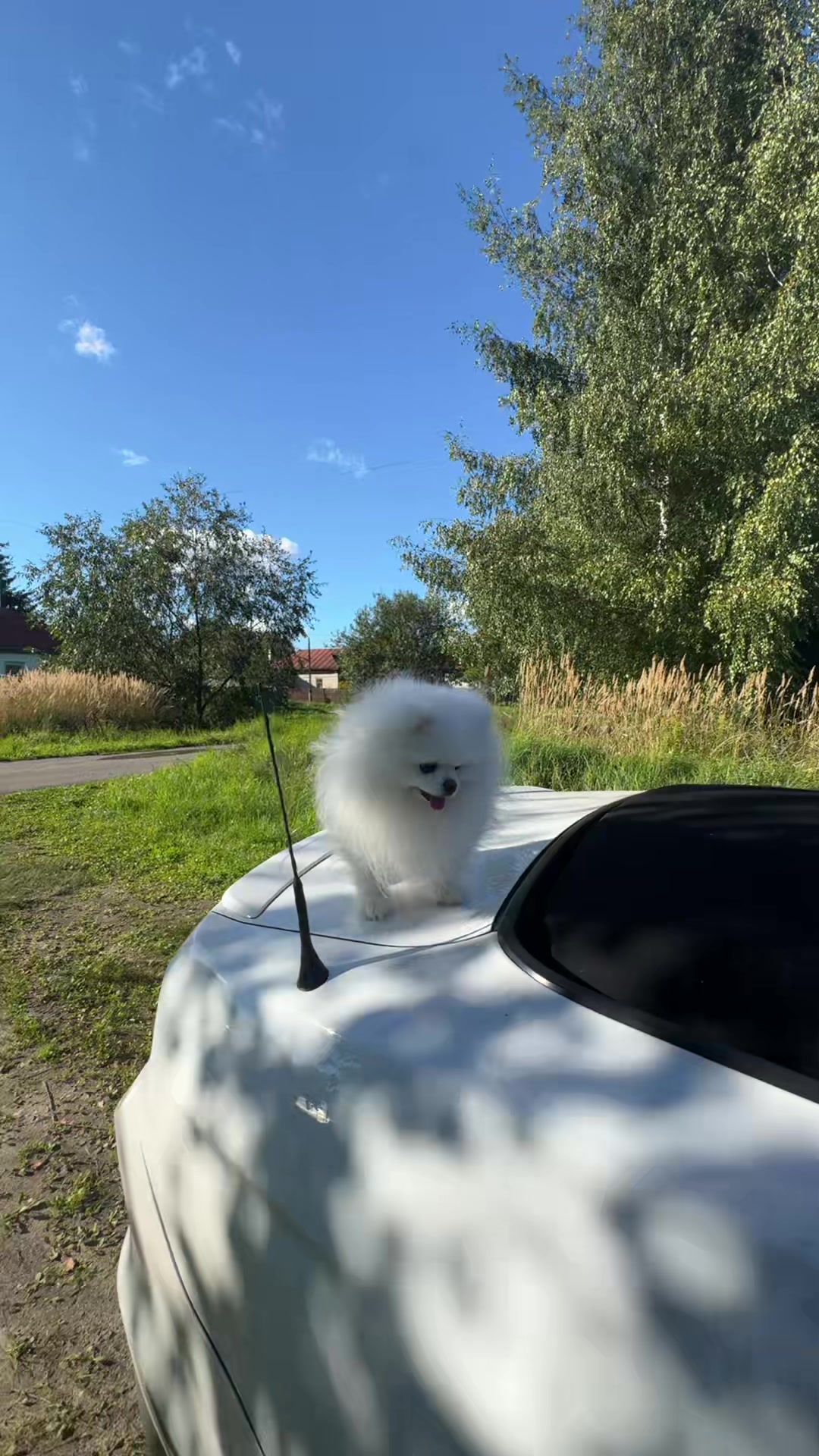 @смурф#мяу444