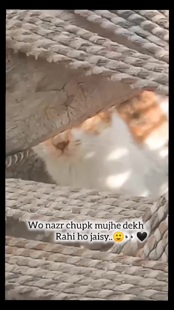 @🦋♡Qکنول♡🦋