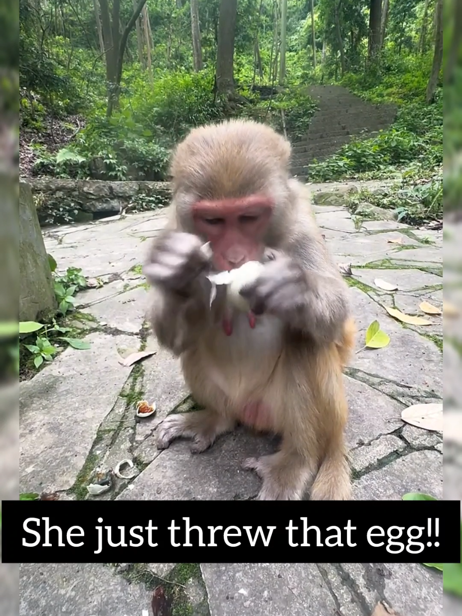 @Daily Monkey Fun
