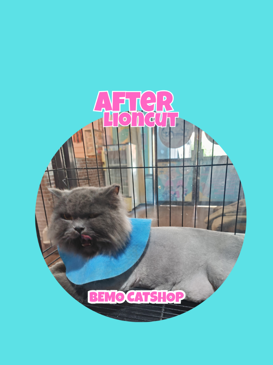 @Bemo Catshop
