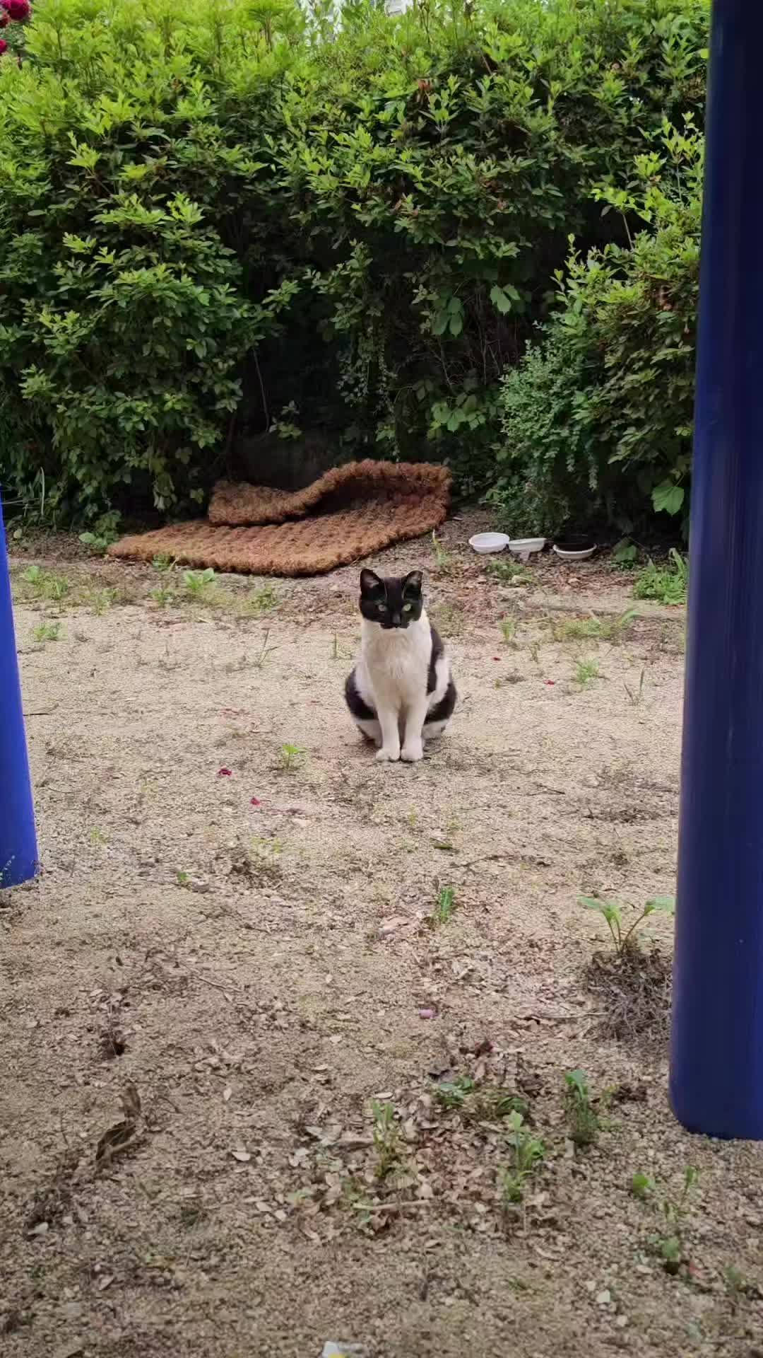 @고양이 형아