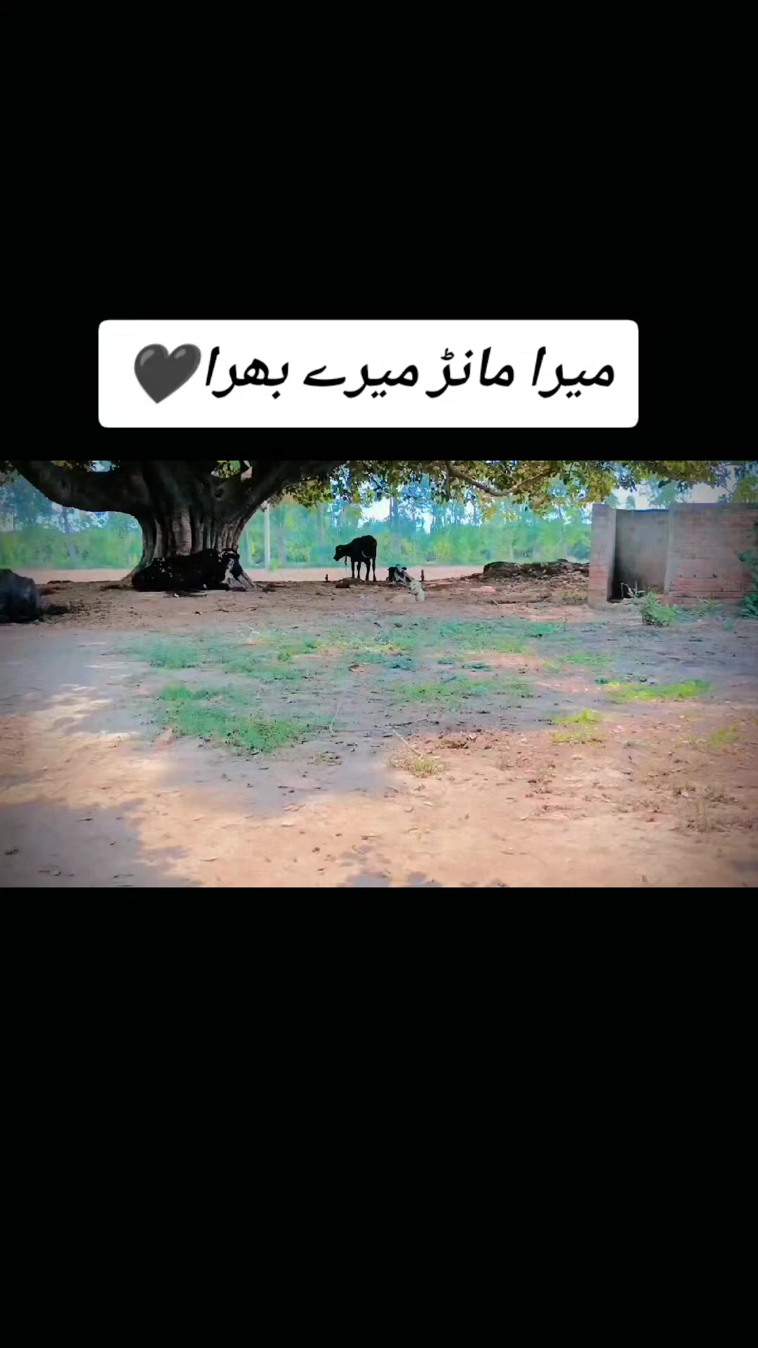 @°♡سرگودھے آلہ♡°