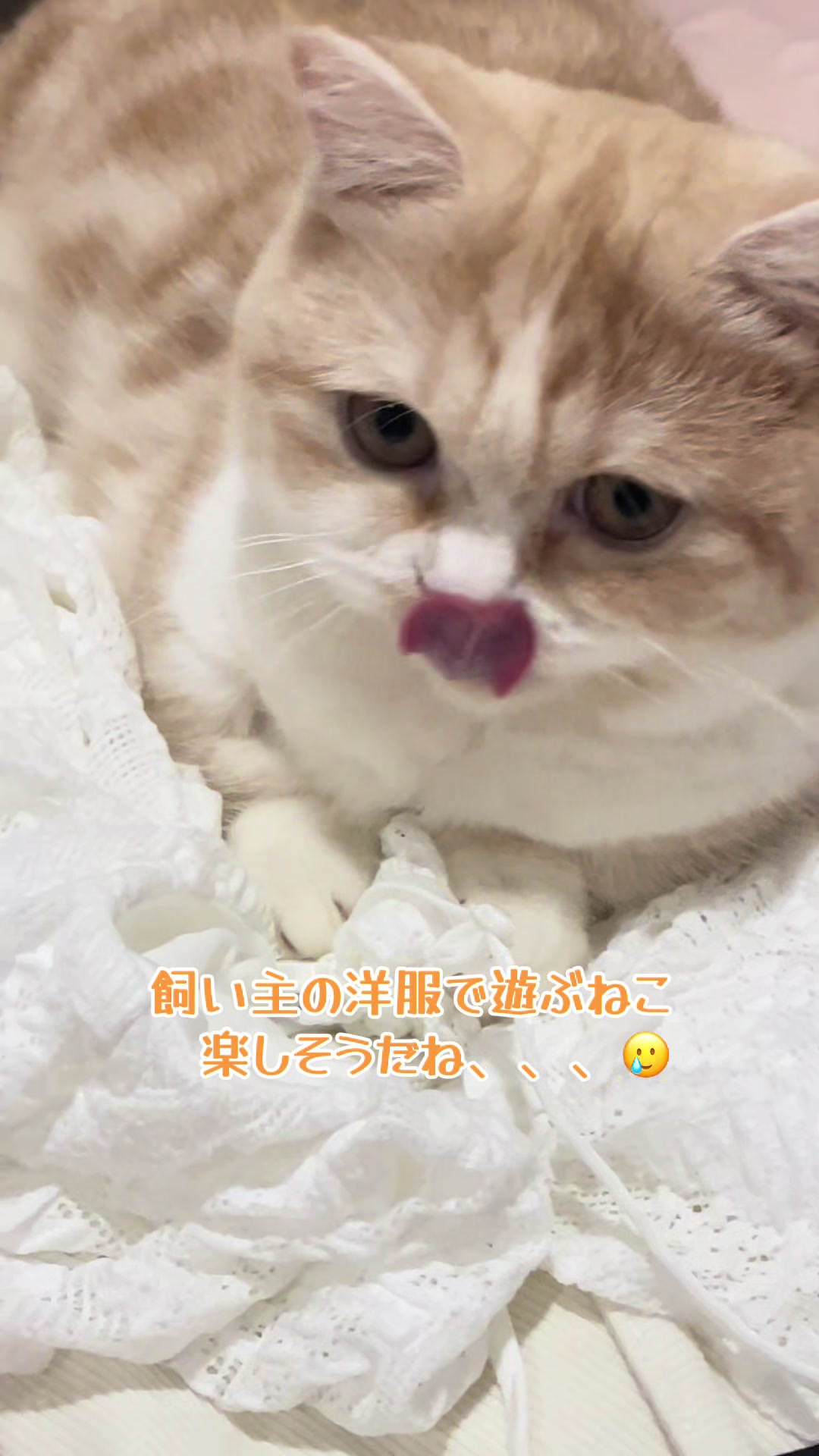 @ใปใฃใ๐๐