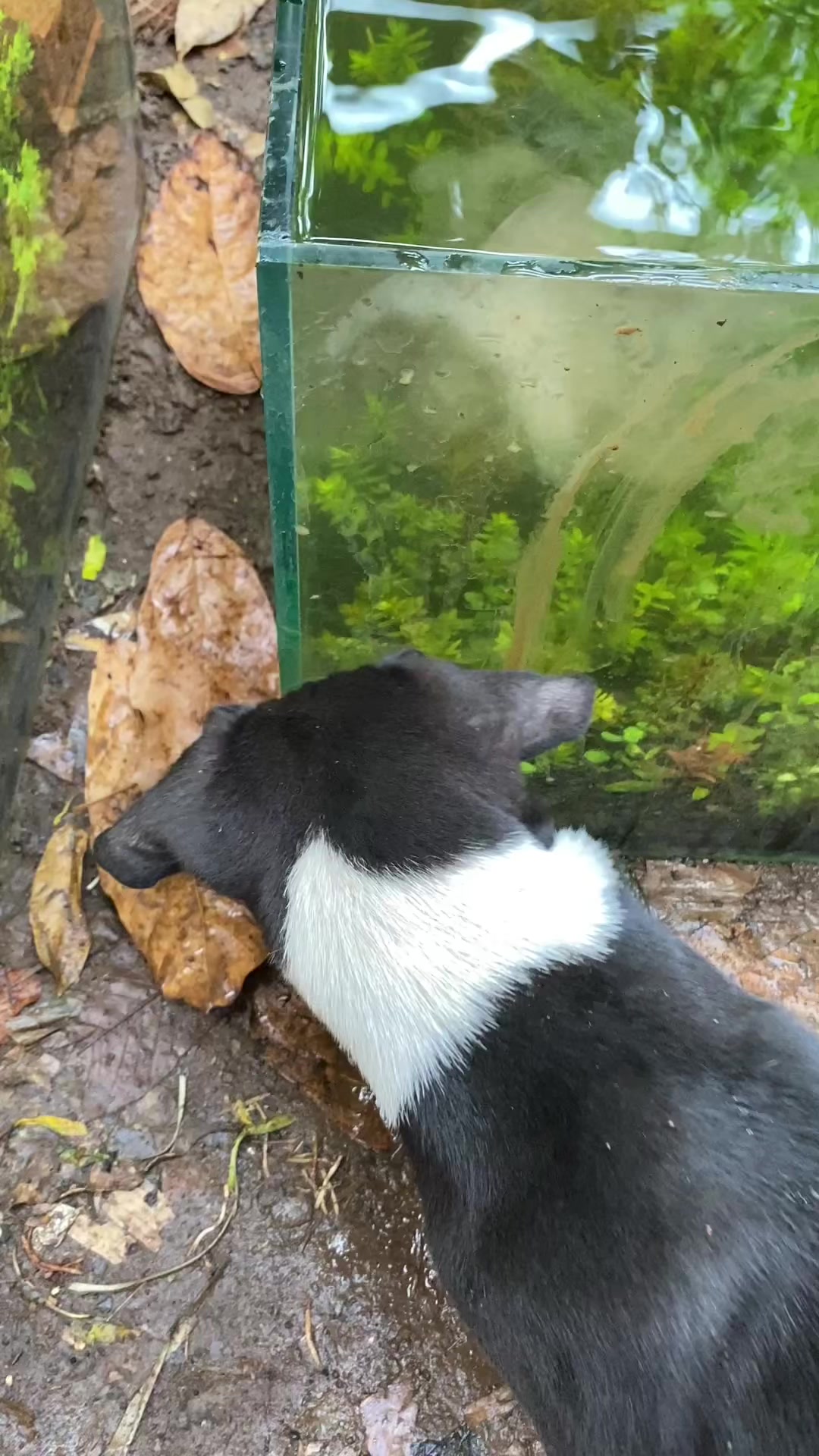 @Piara ikan di galon
