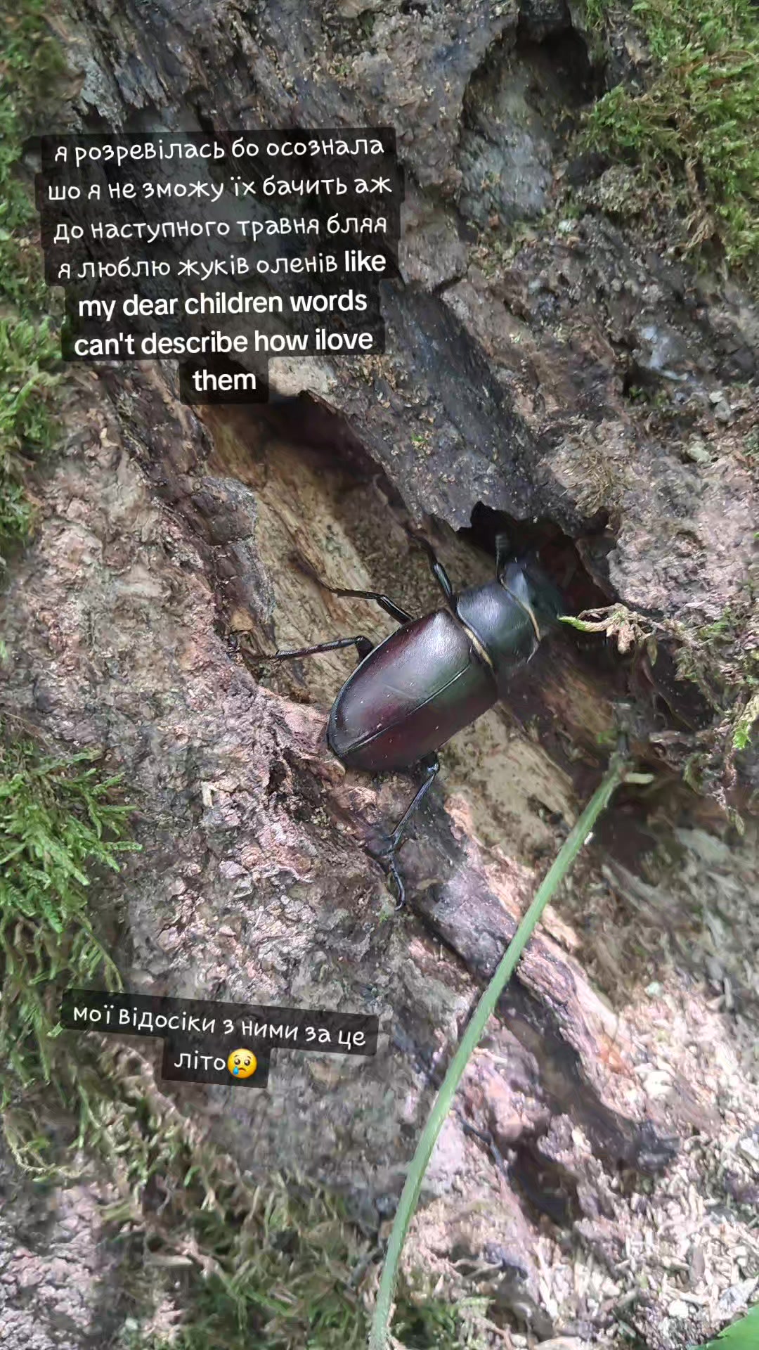 @панкейк соня🇺🇦|🌍🍝