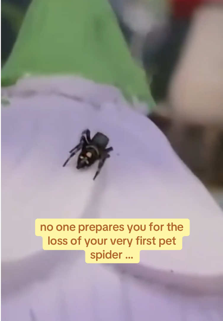 @🕷️Eliah—🐌