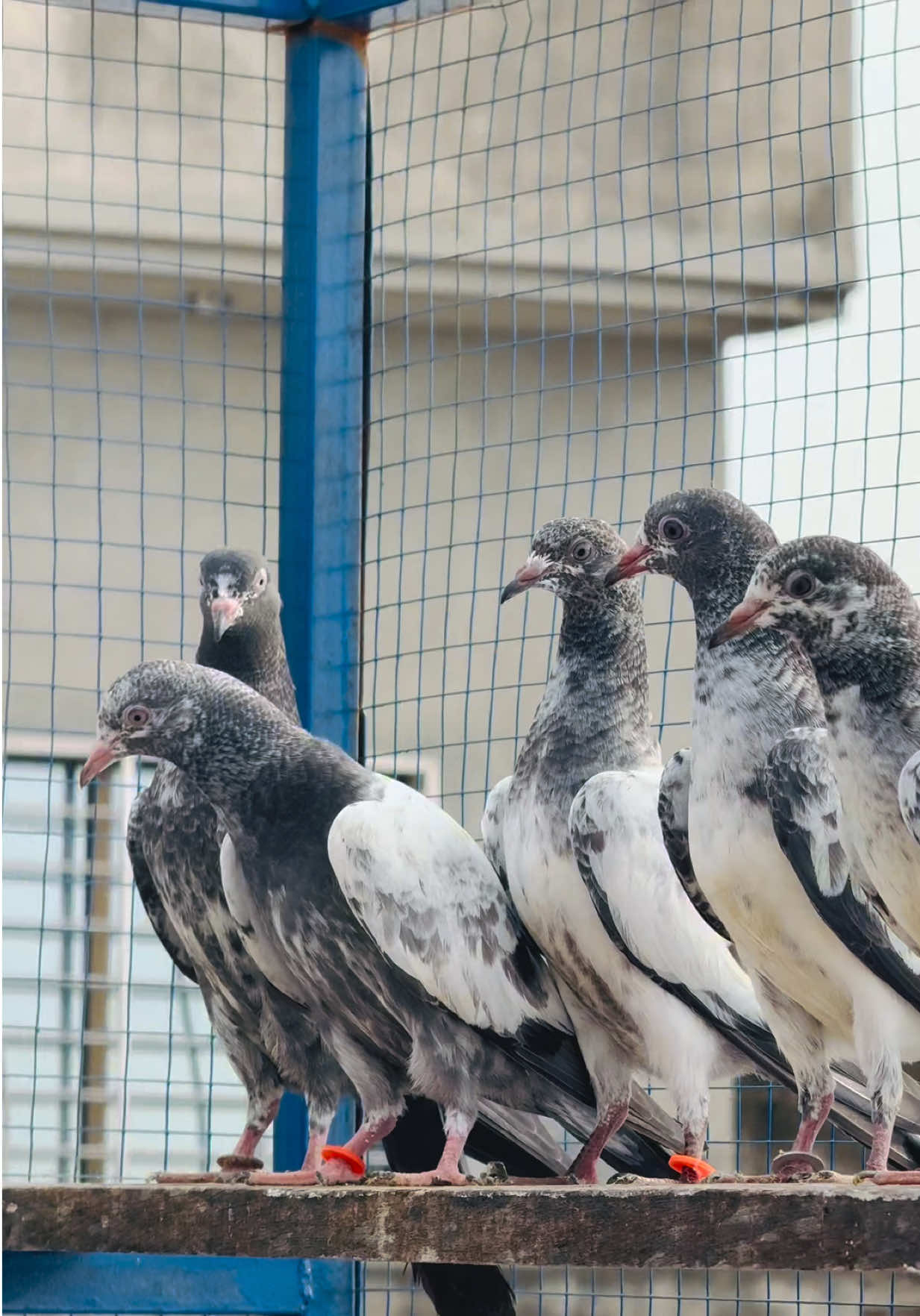 @Aero Pigeons Club